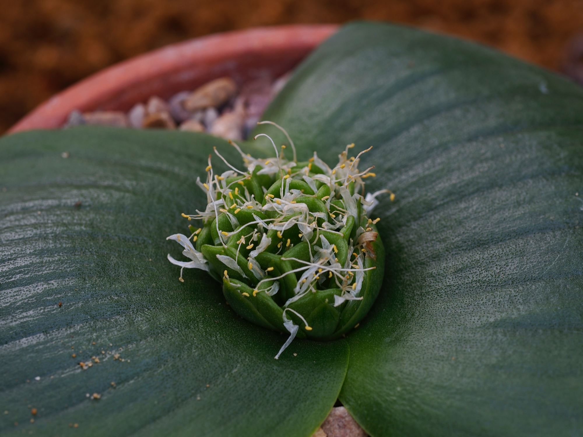 Image of Massonia pseudoechinata