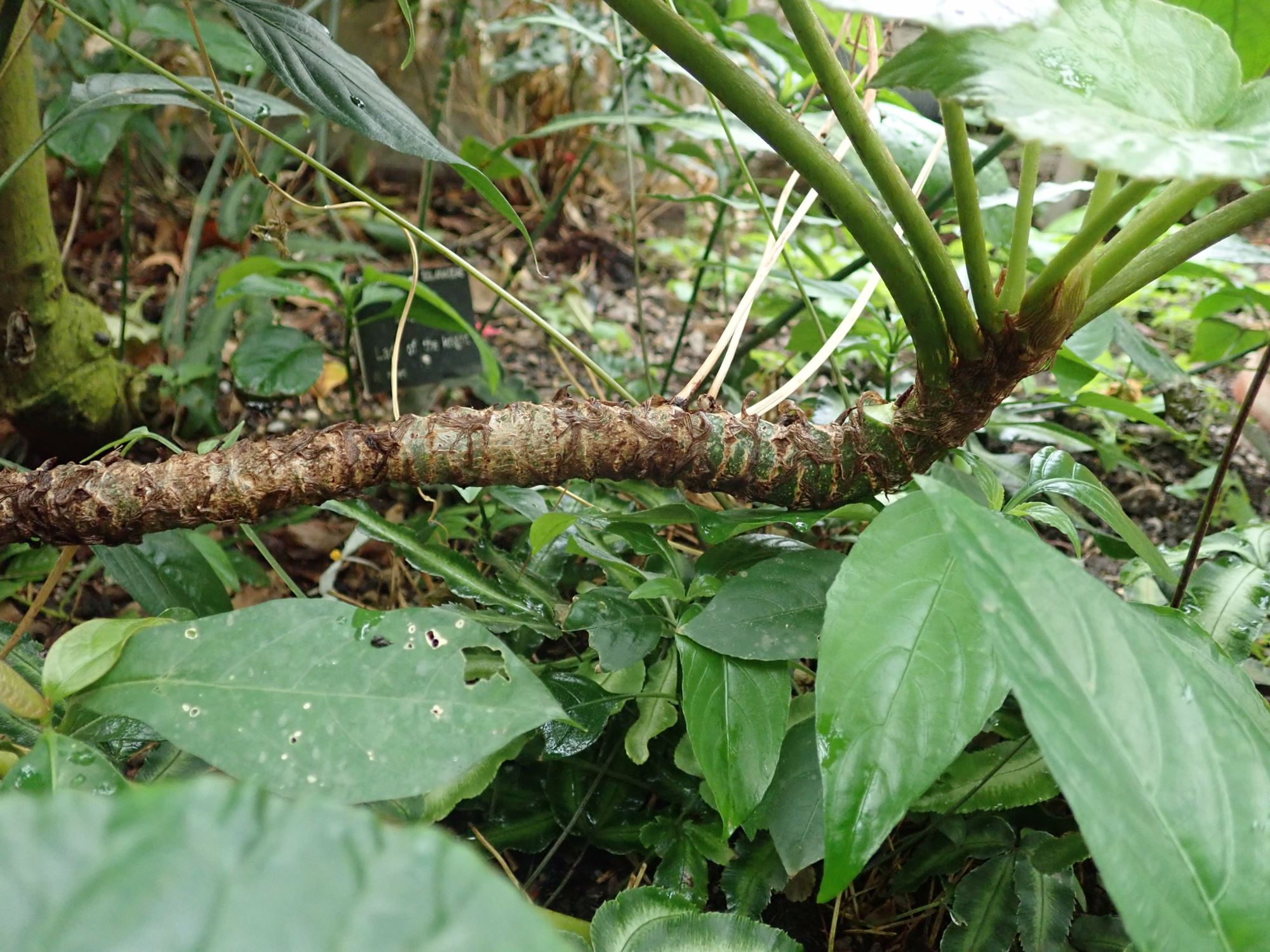 Image of Begonia sericoneura