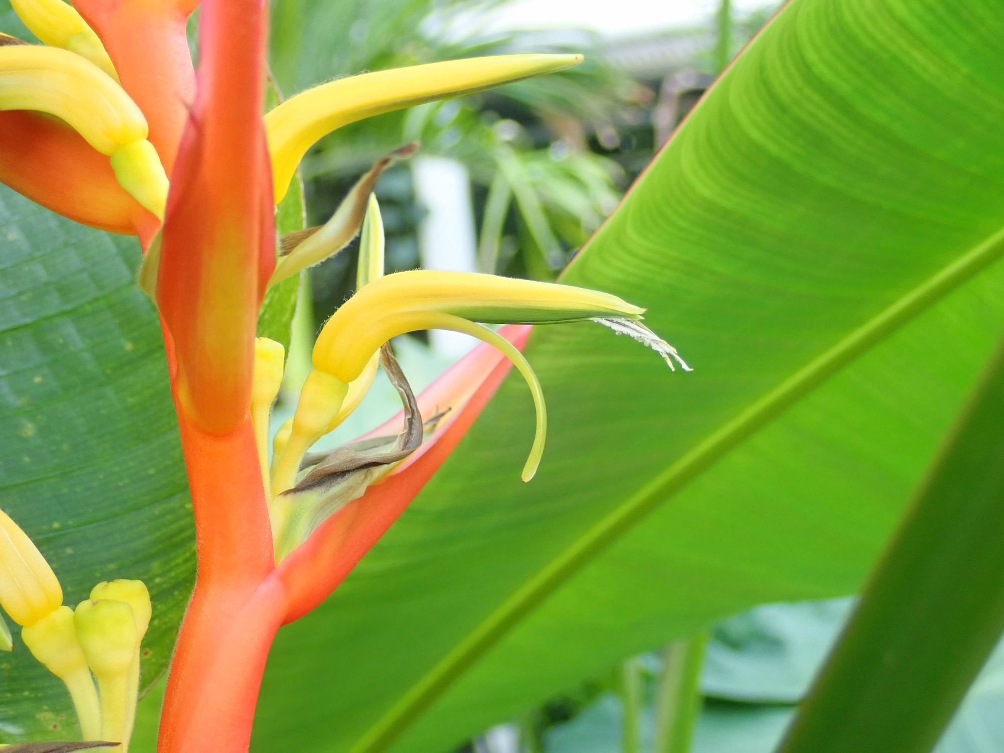 Image of Heliconia latispatha