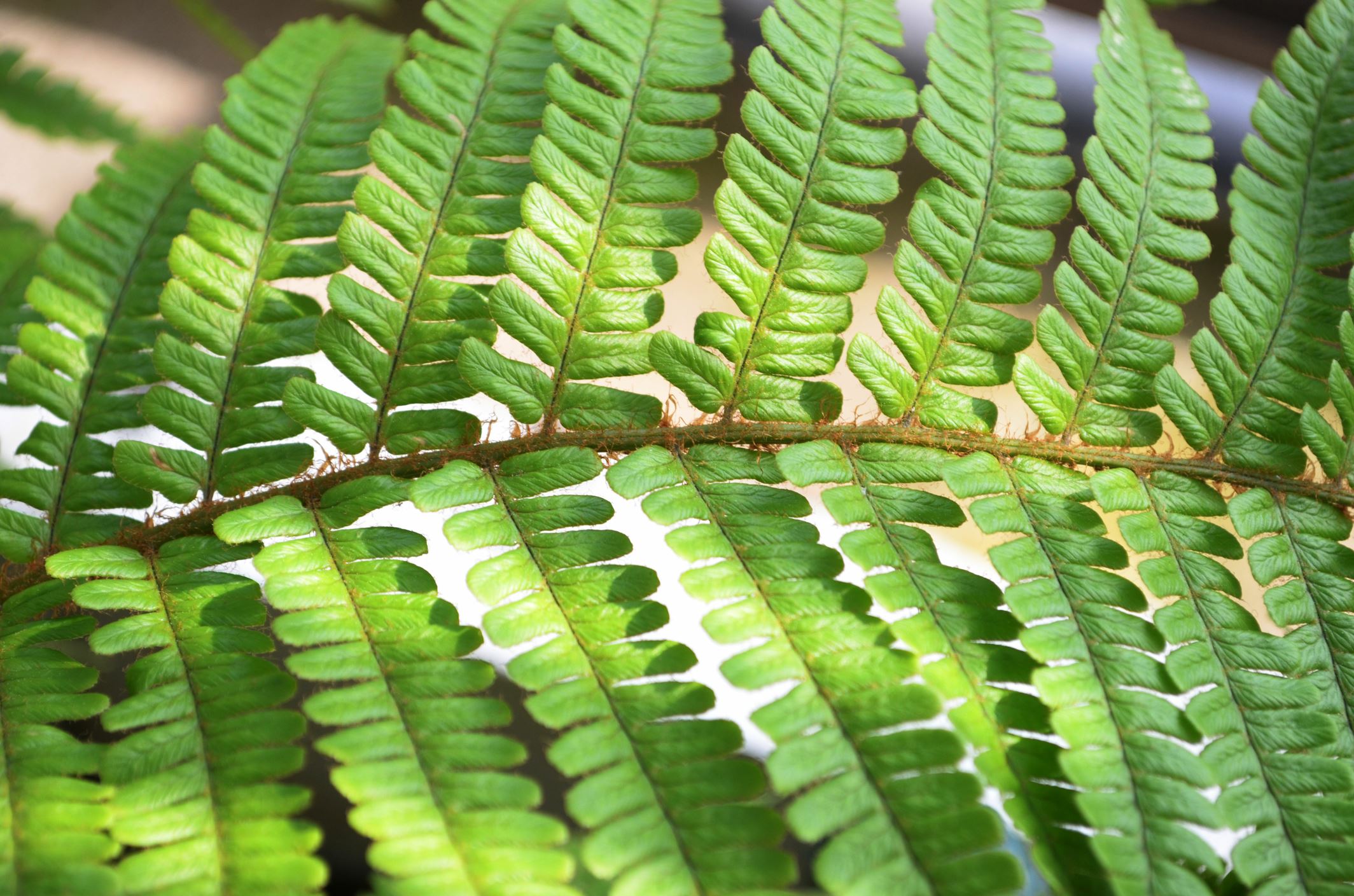 Image of Dryopteris crassirhizoma