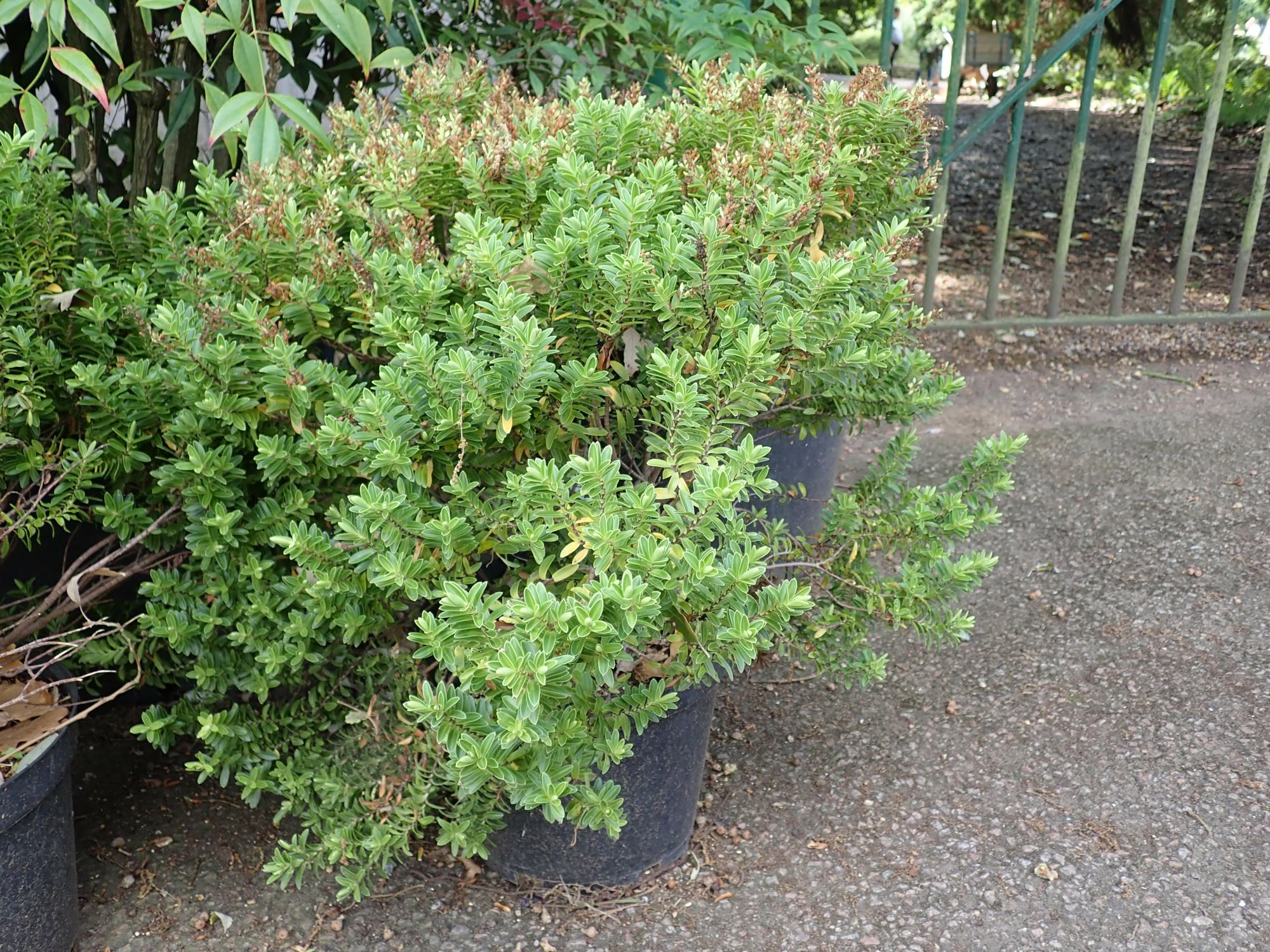 Image of Veronica rakaiensis