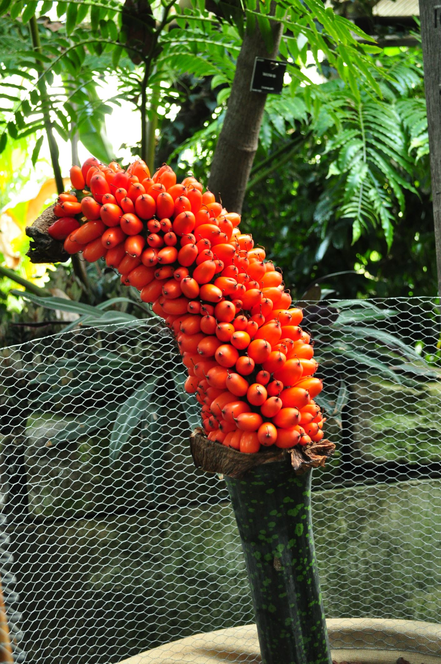 Image of Amorphophallus titanum