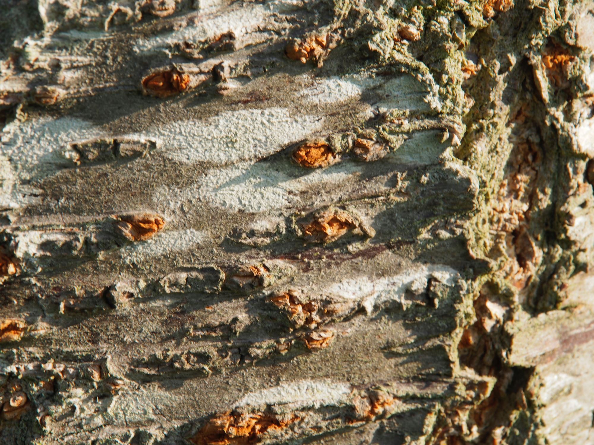 Image of Prunus 'Shirofugen'