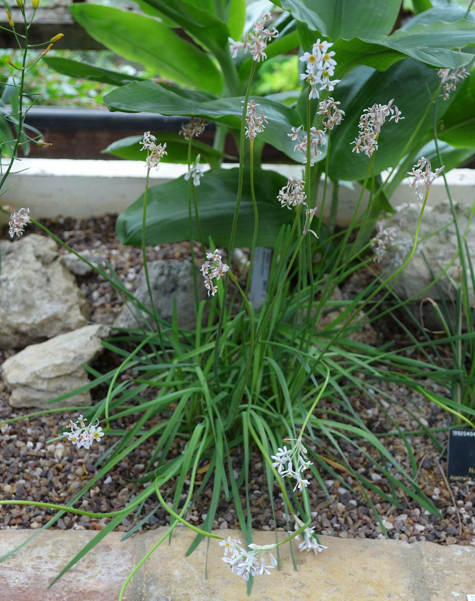 Image of Tulbaghia natalensis