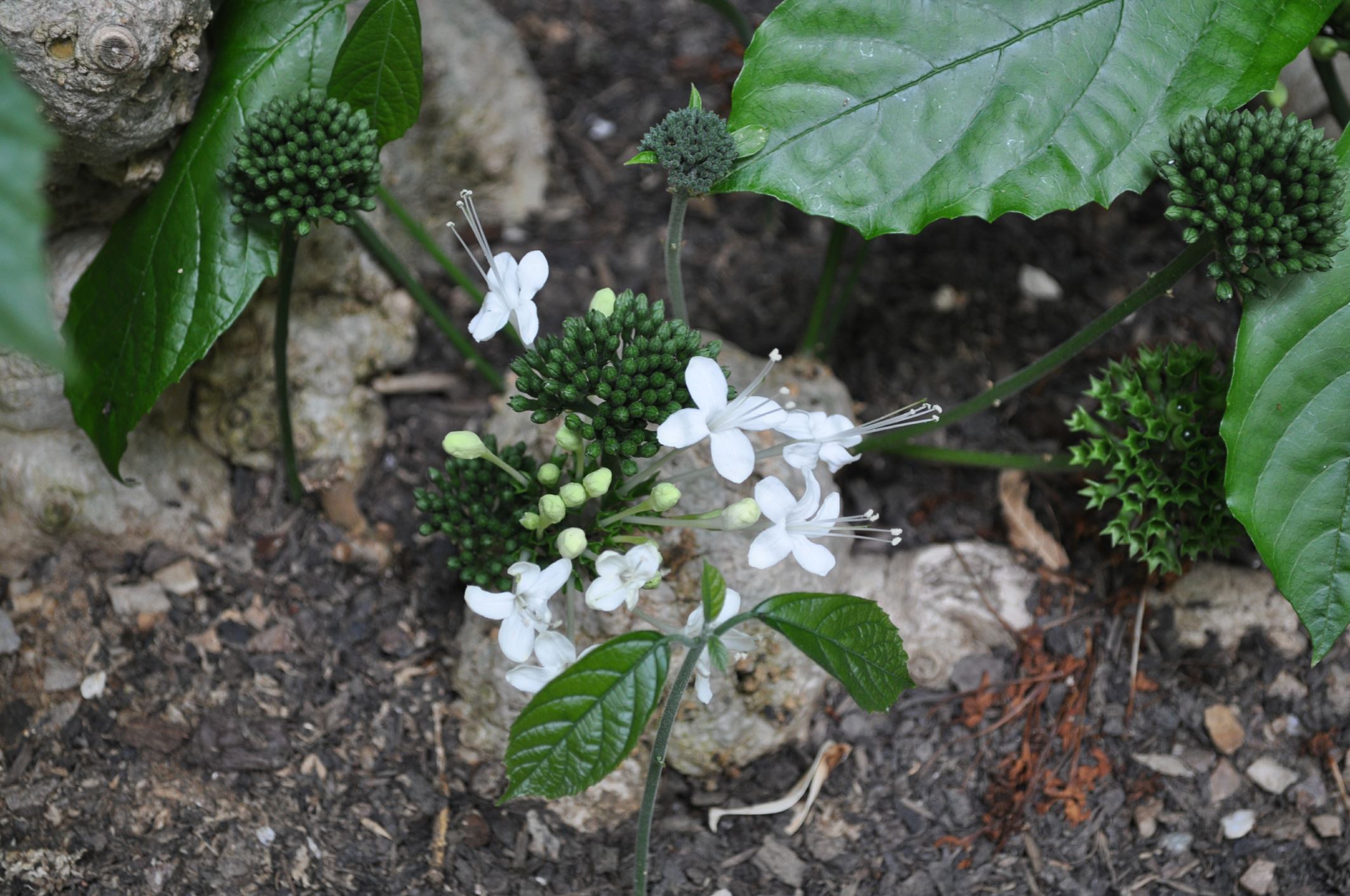 Image of Clerodendrum schweinfurthii