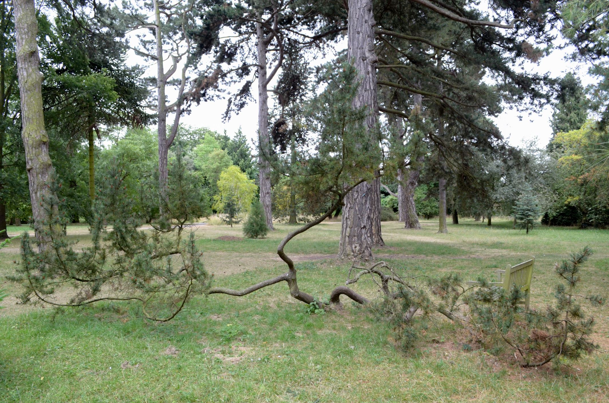 Image of Pinus mugo