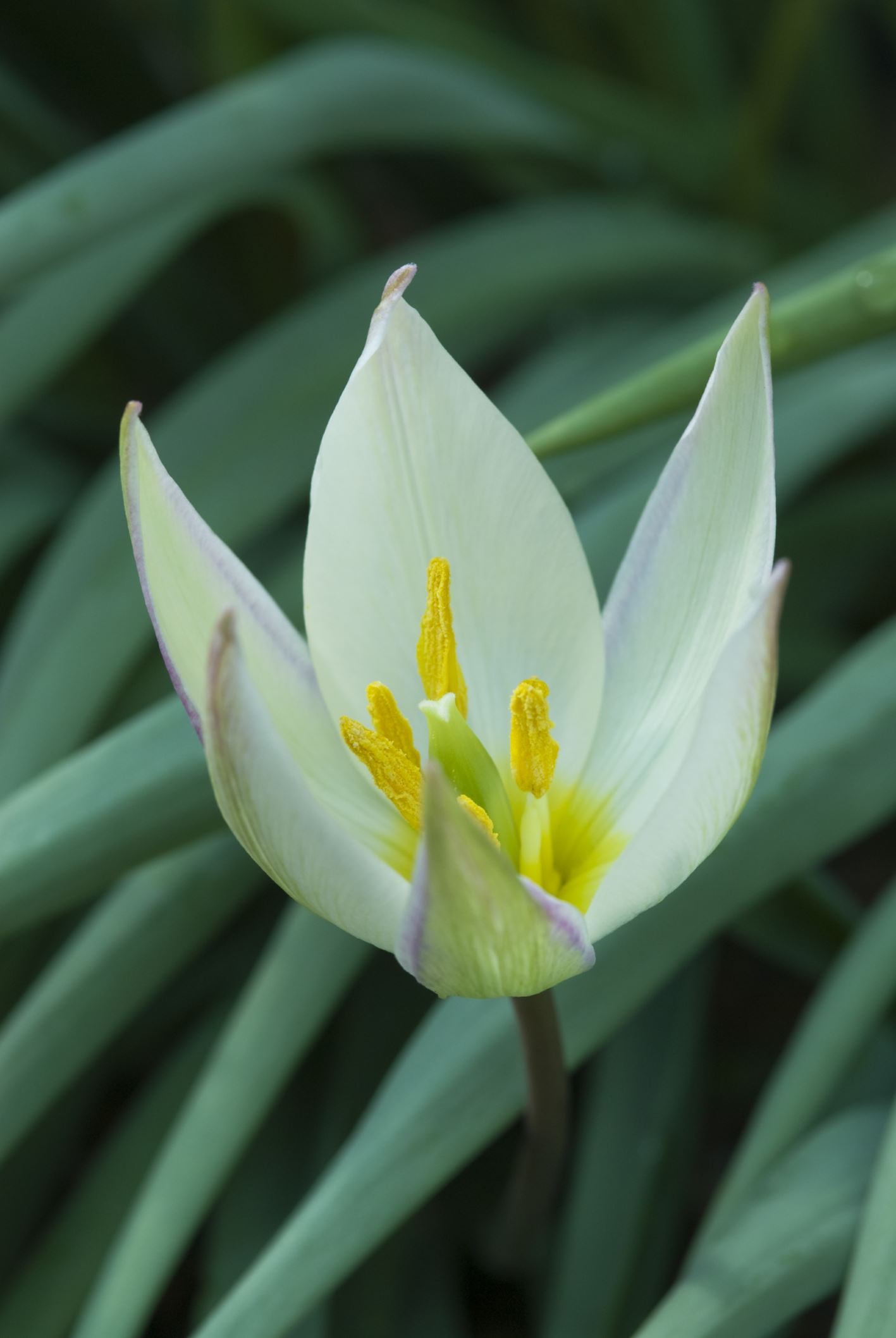 Image of Tulipa primulina