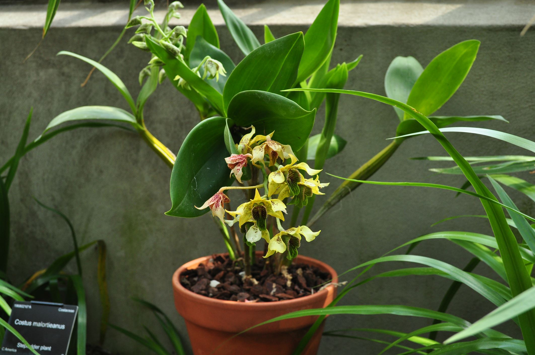 Image of Dendrobium macrophyllum Ã— D. atroviolaceum