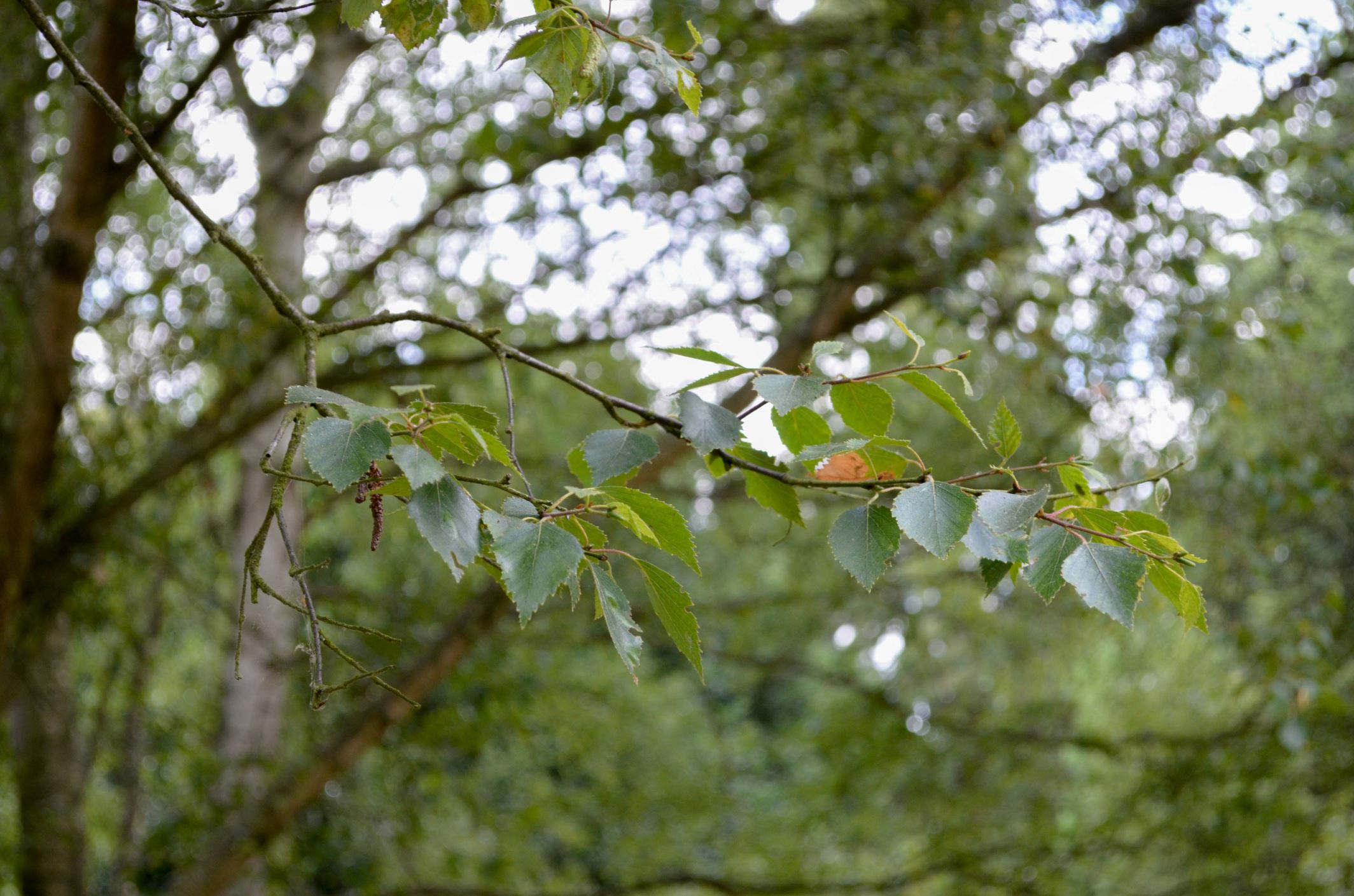 Image of Betula pubescens var. pubescens