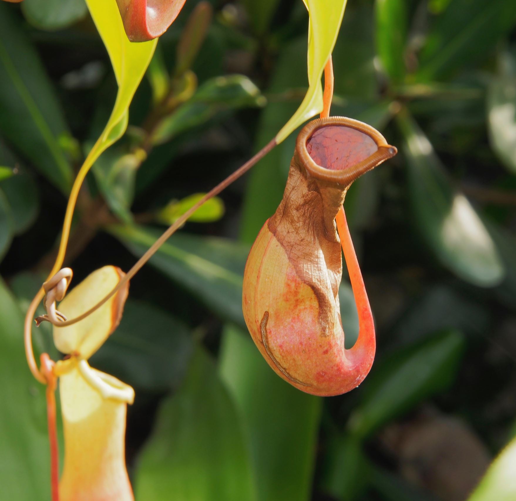 Image of Nepenthes alata