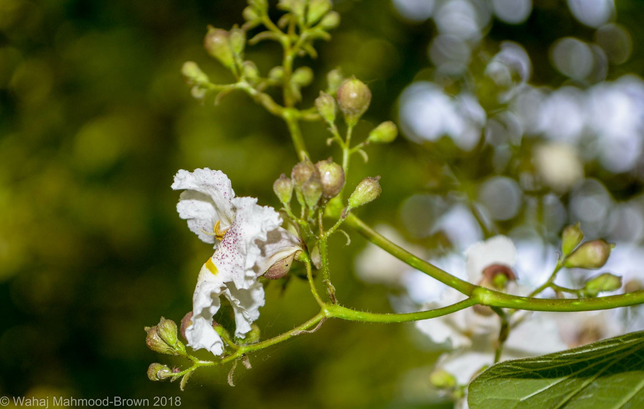 Image of Catalpa Ã— erubescens 'Purpurea'