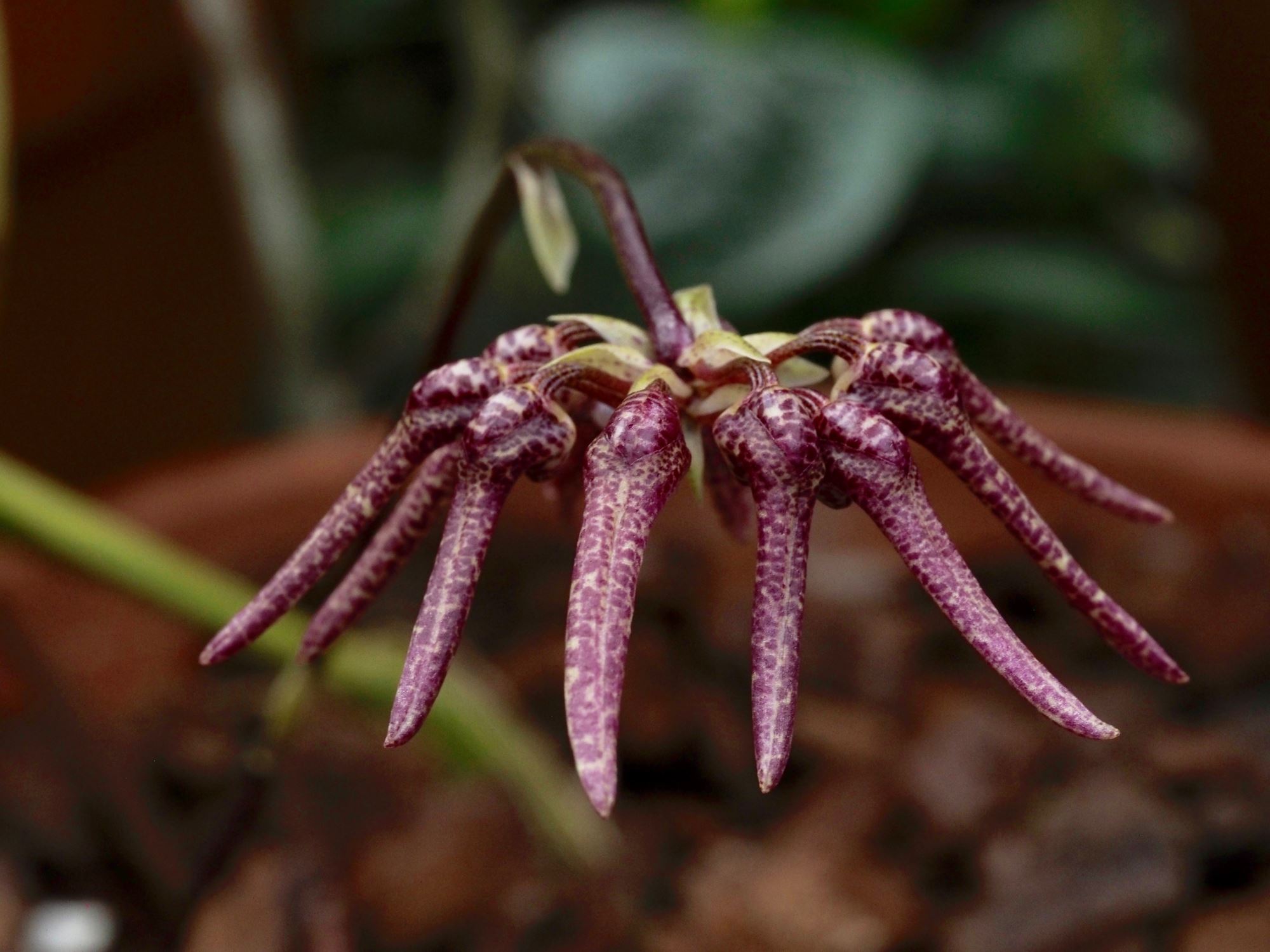 Image of Bulbophyllum umbellatum