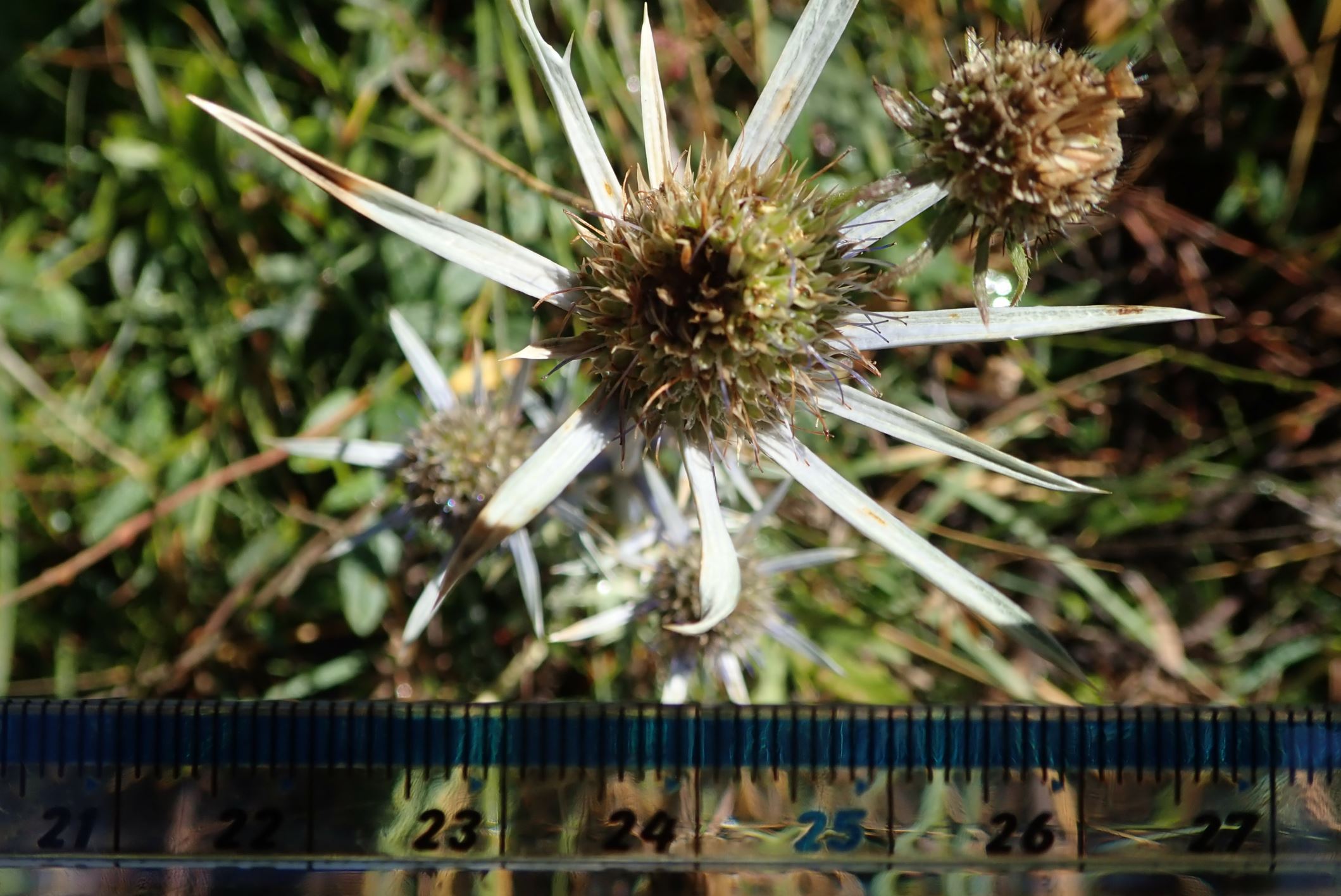 Image of Eryngium bourgatii