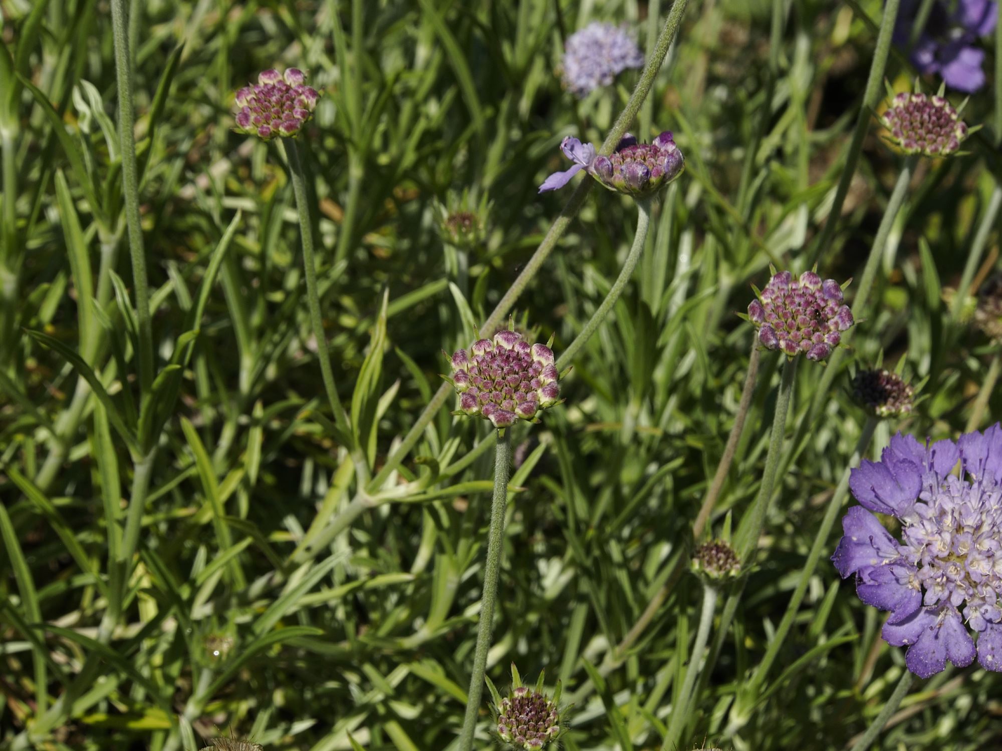Image of Lomelosia graminifolia