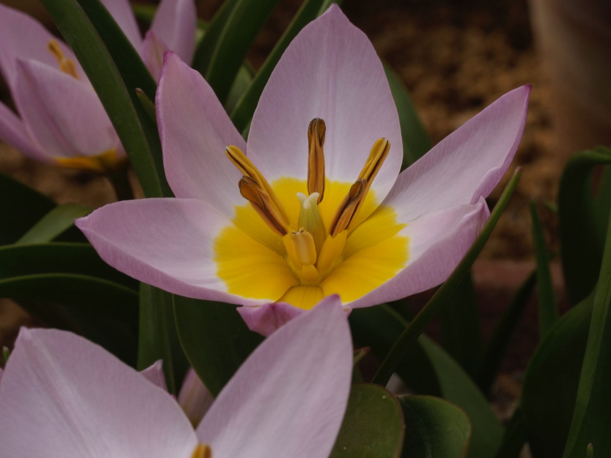 Image of Tulipa saxatalis (Bakeri Group) 'Lilac Wonder'
