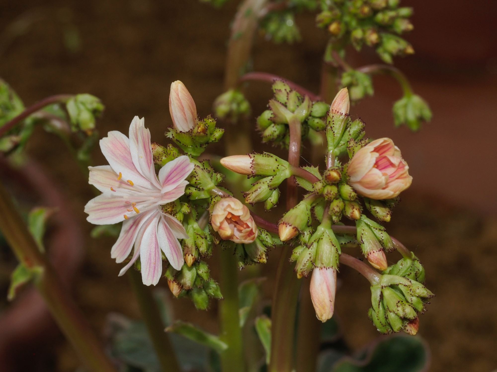 Image of Lewisia cotyledon var. howellii