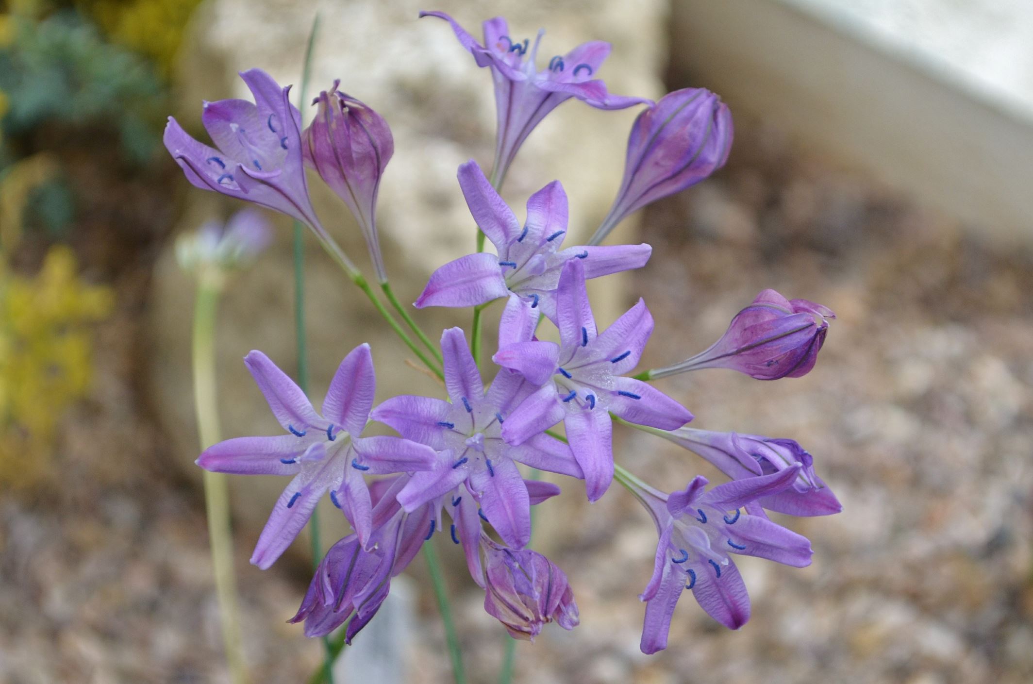 Image of Triteleia 'Crystal Pink'