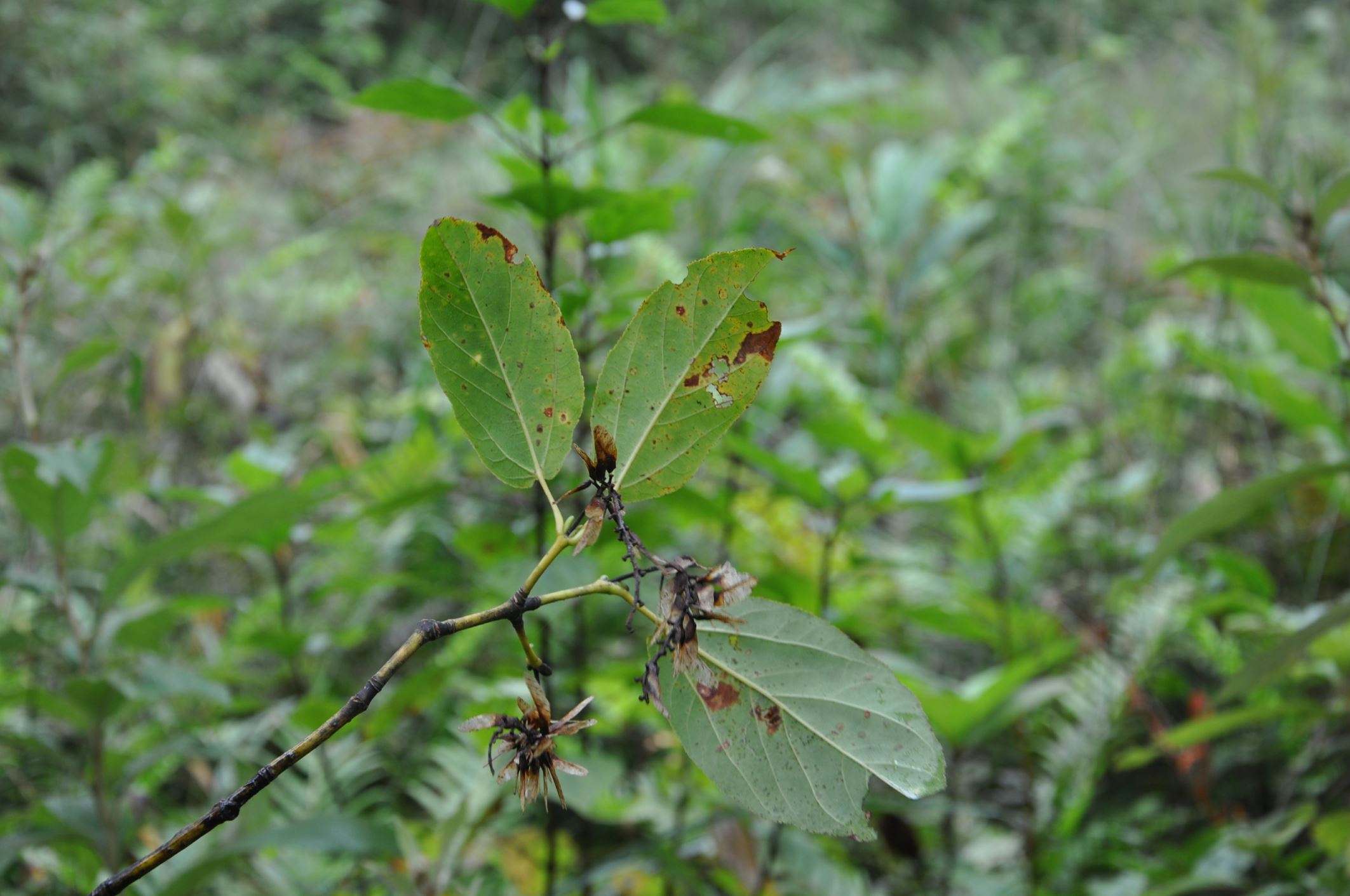 Image of Acer sikkimense