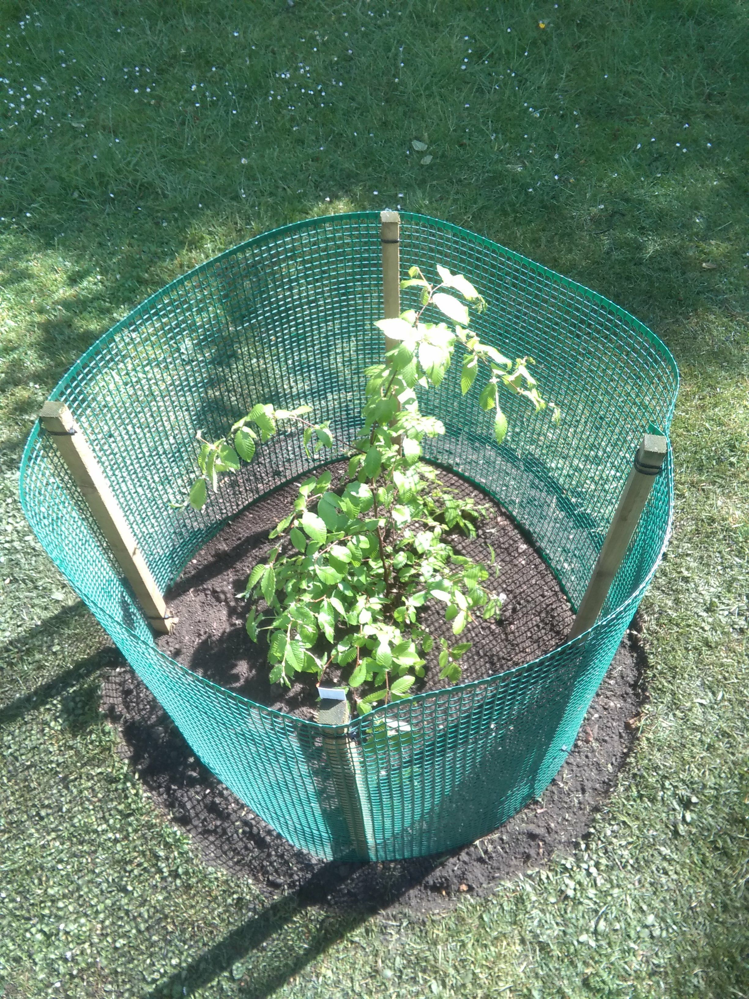 Image of Betula chichibuensis