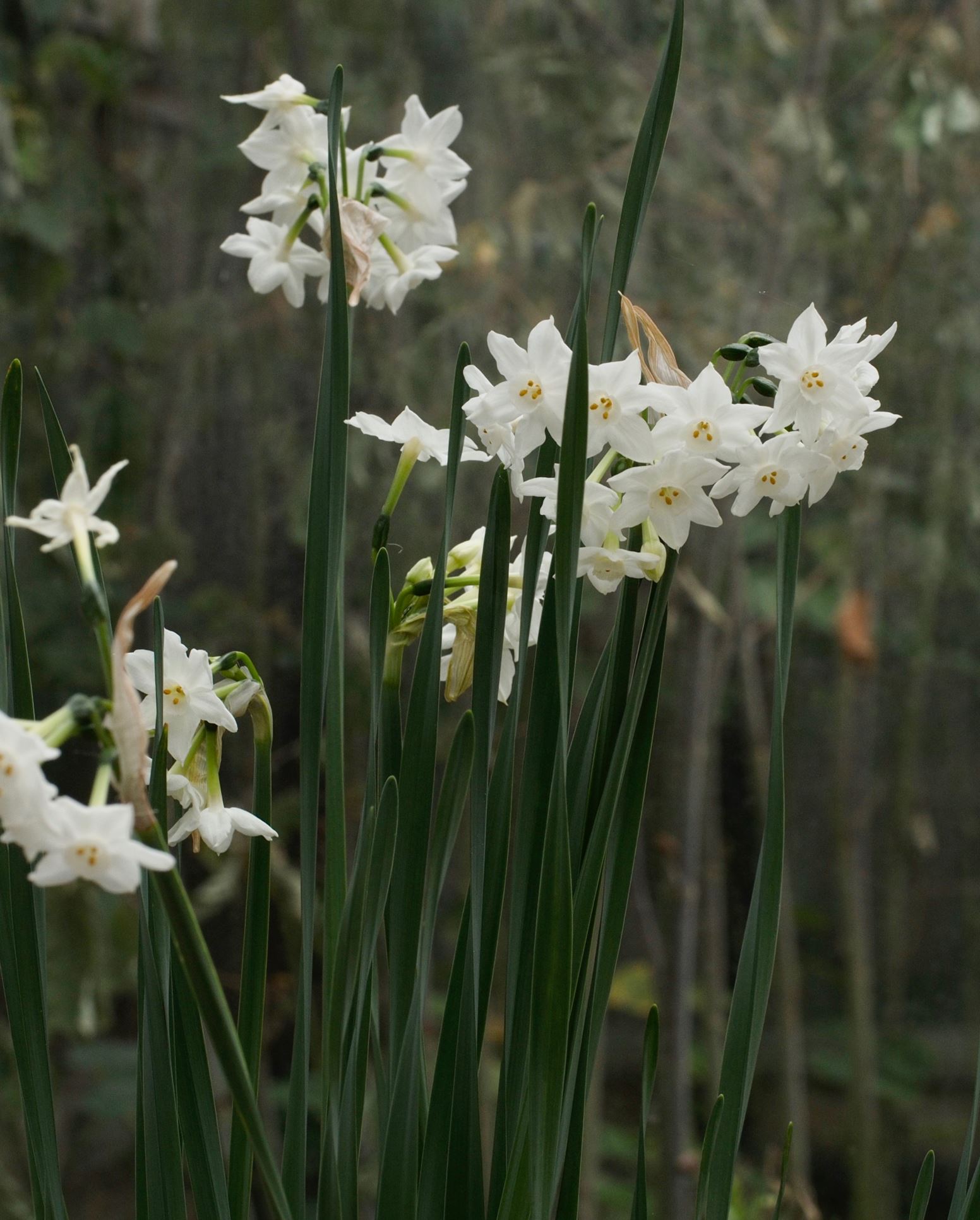 Image of Narcissus tazetta subsp. canariensis