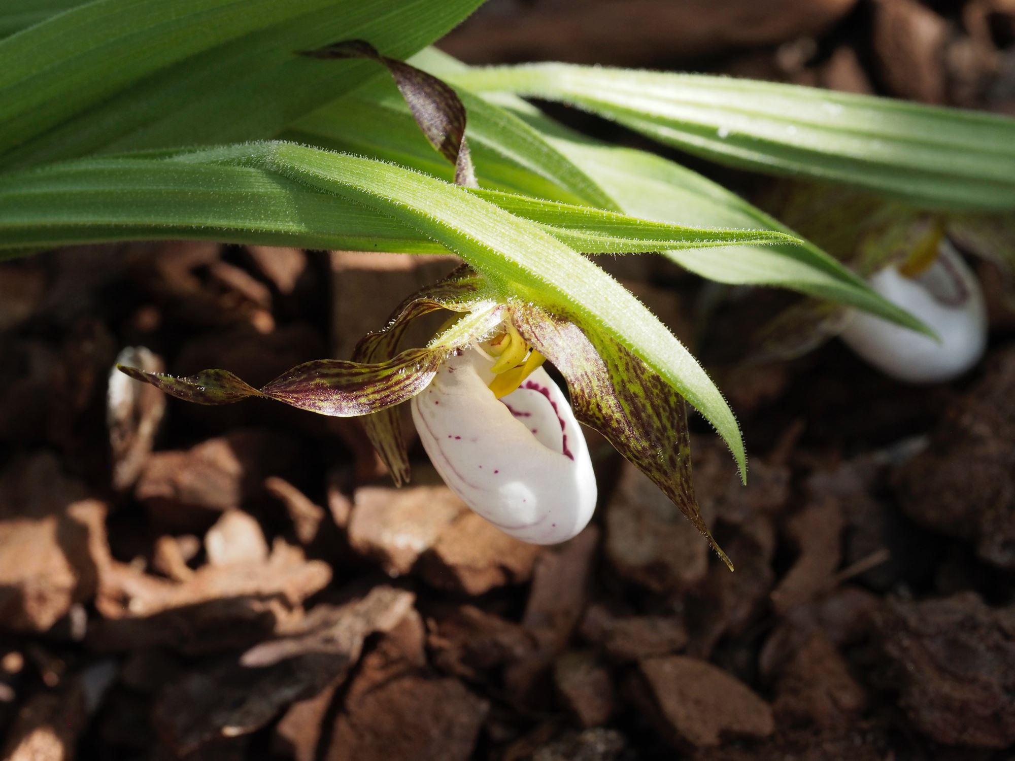 Image of Cypripedium candidum
