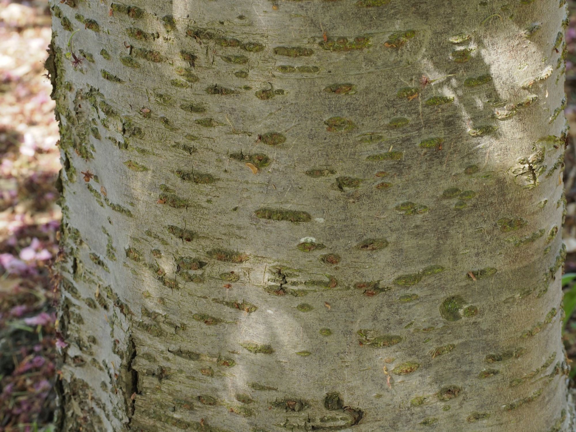 Image of Prunus Ã— yedoensis