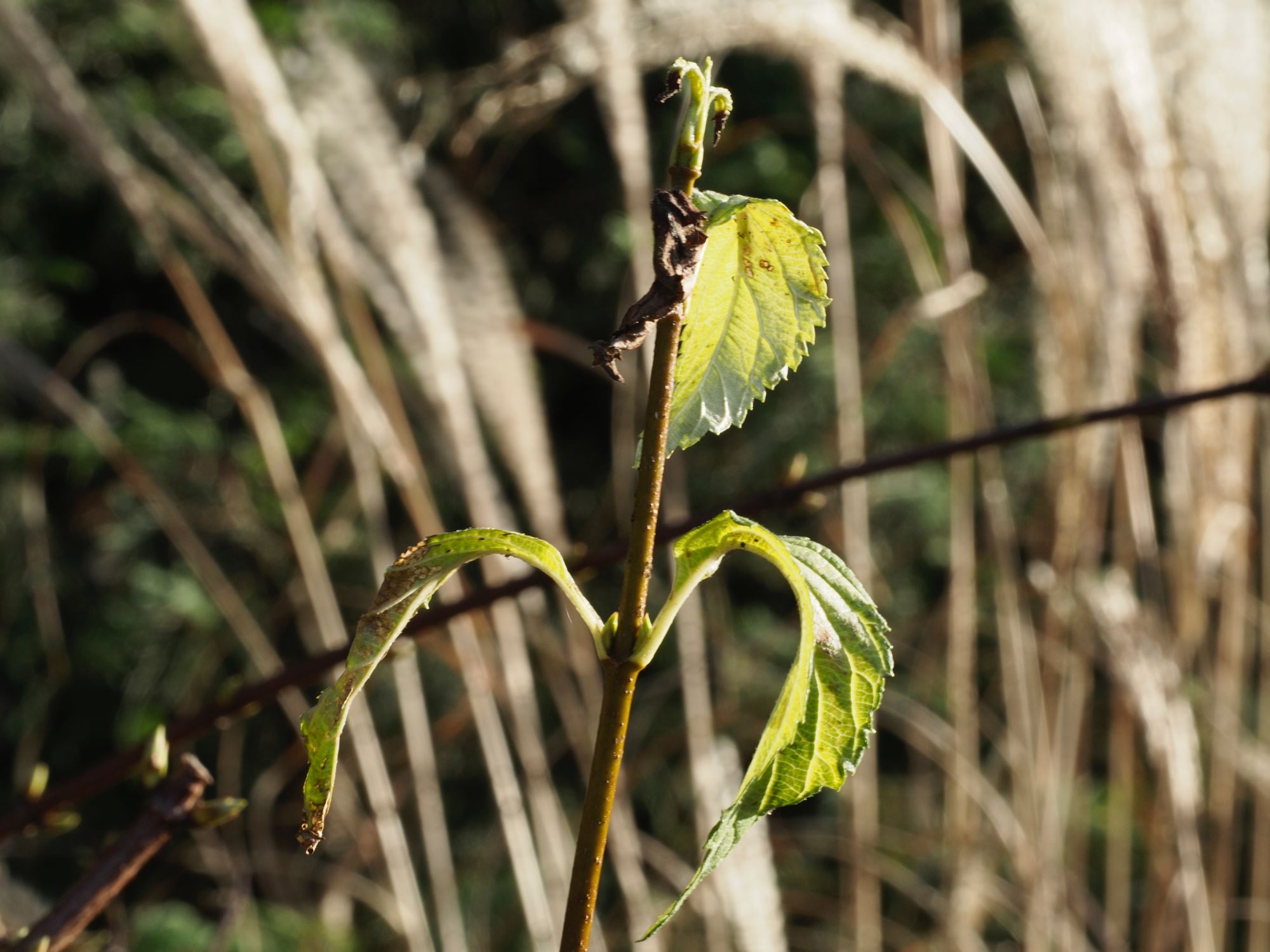 Image of Viburnum farreri 'Candidissimum'