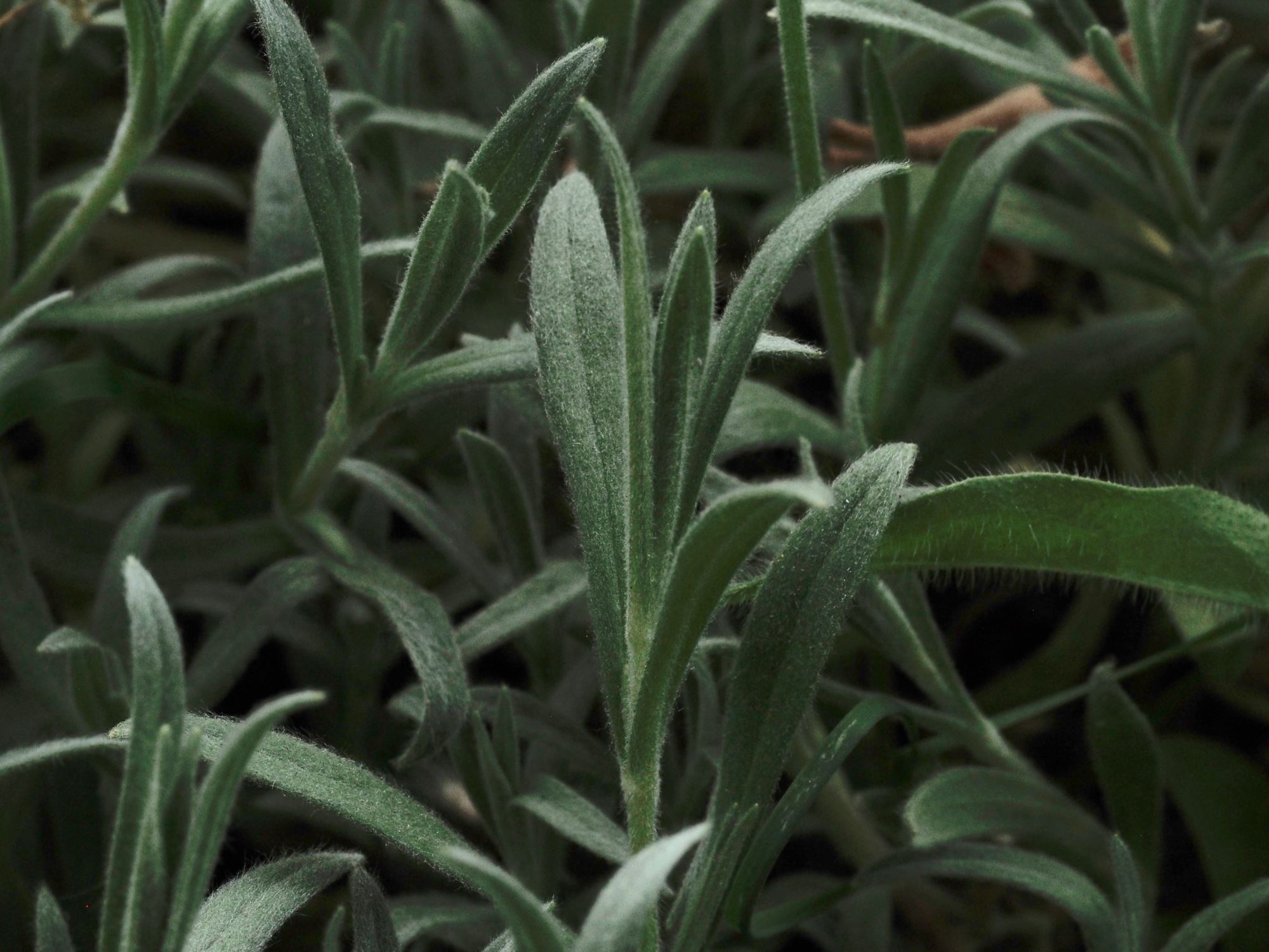Image of Cerastium tomentosum