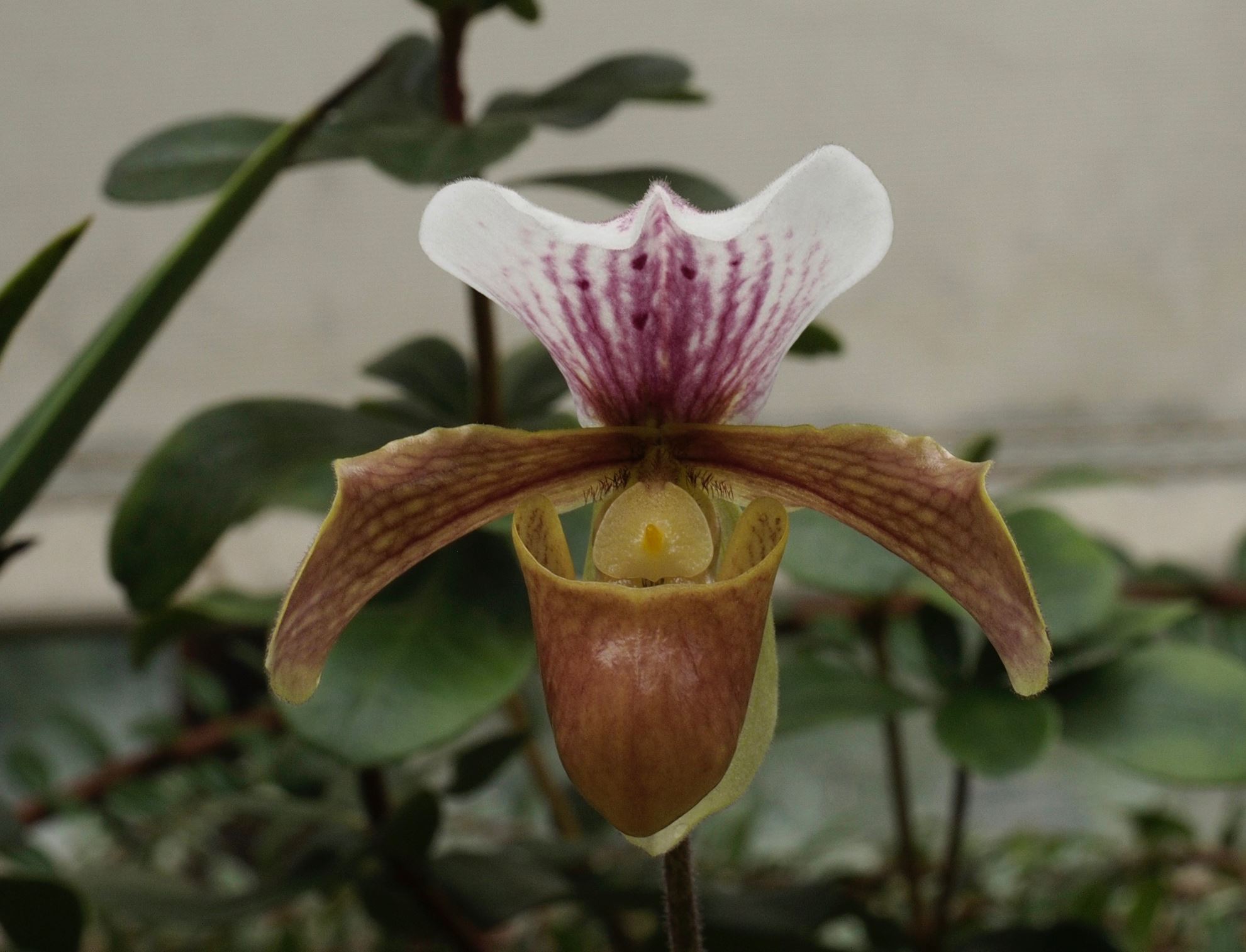 Image of Paphiopedilum gratrixianum Ã— P. charlesworthii