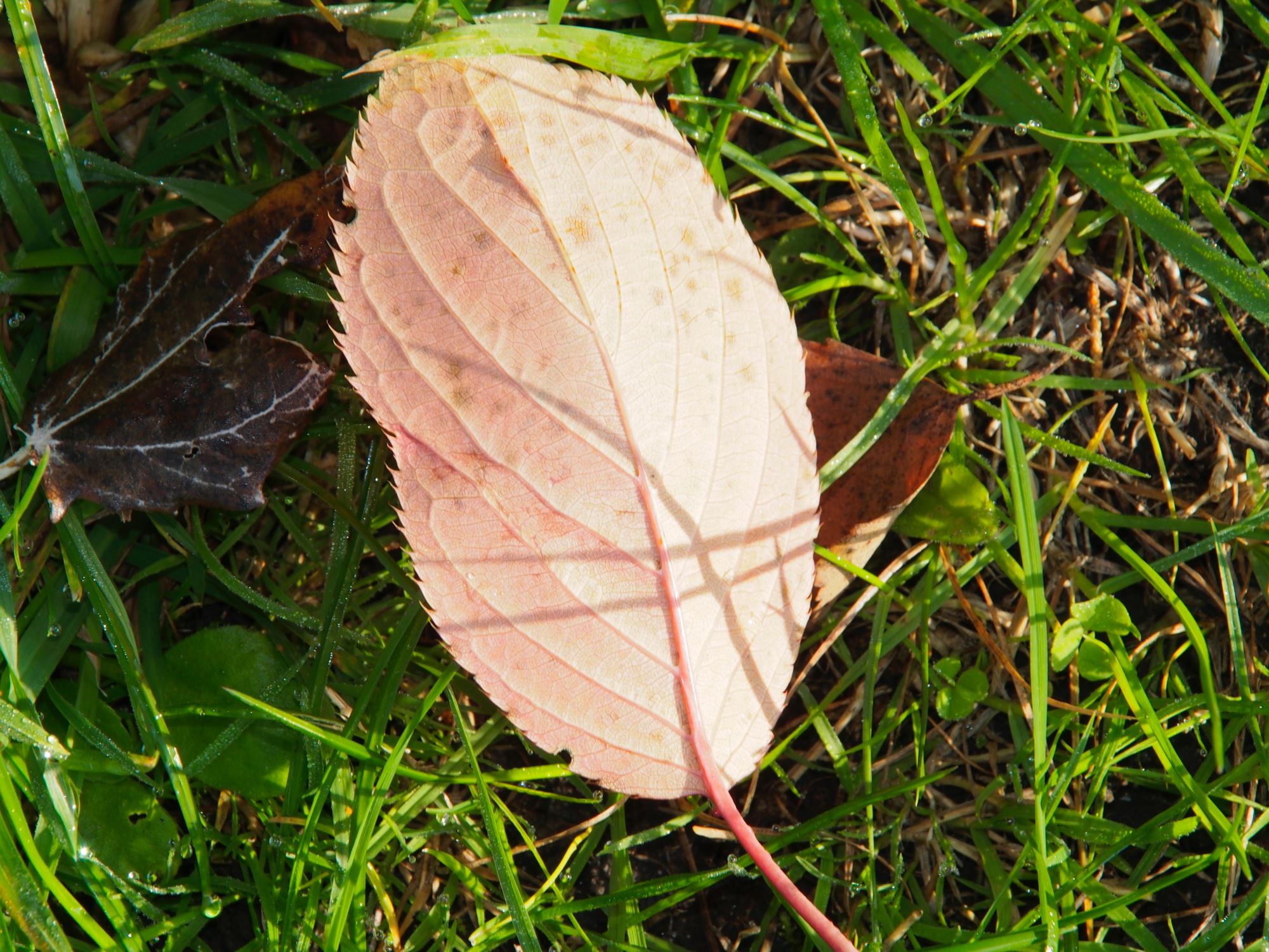 Image of Prunus 'Shirofugen'
