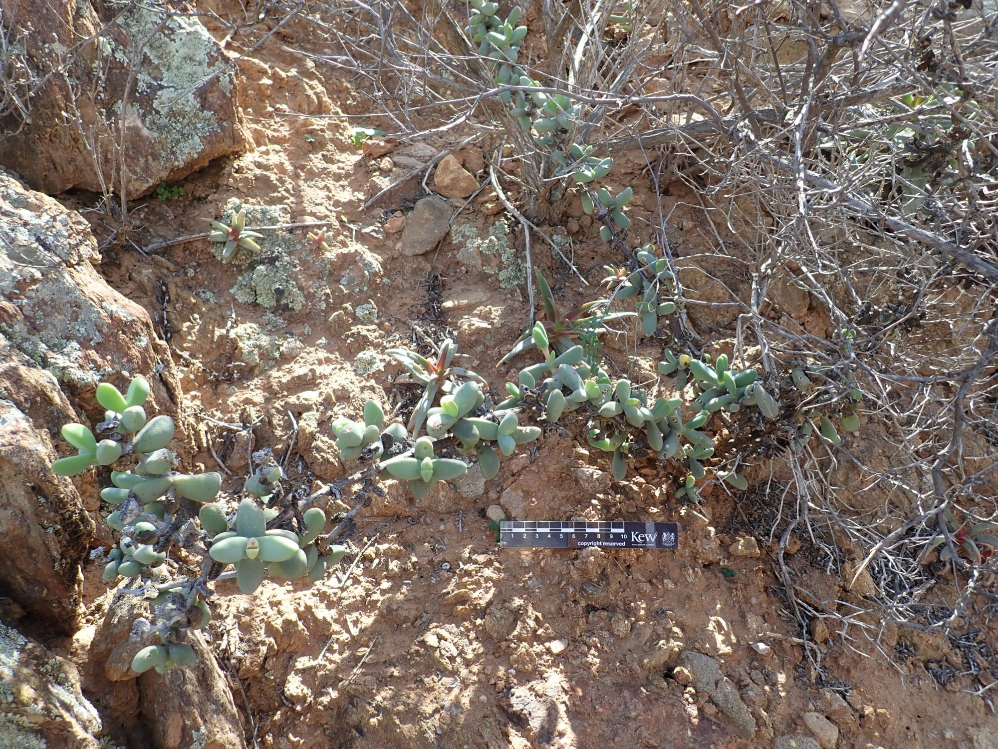 Image of Ruschia senaria
