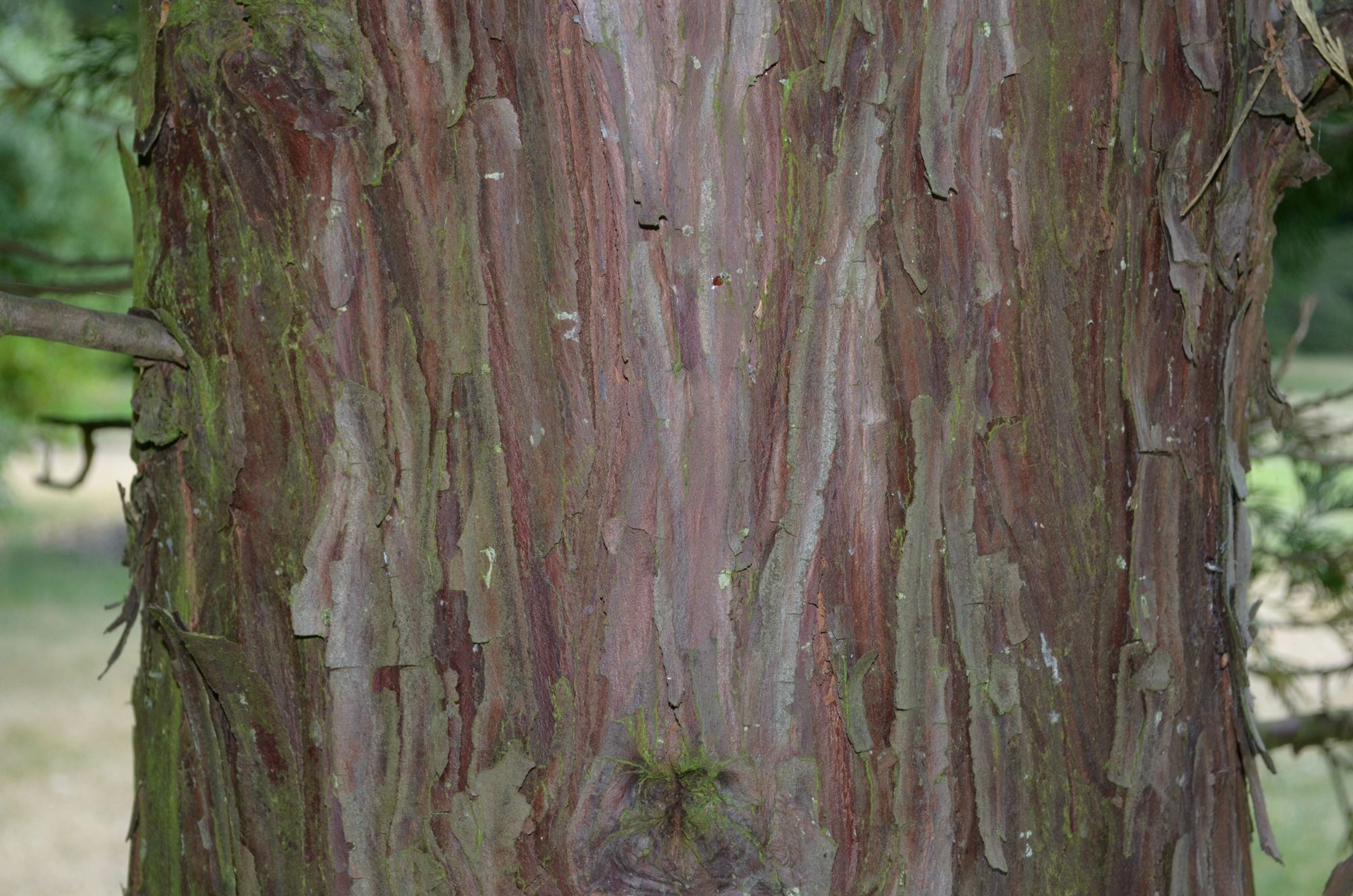 Image of Calocedrus decurrens