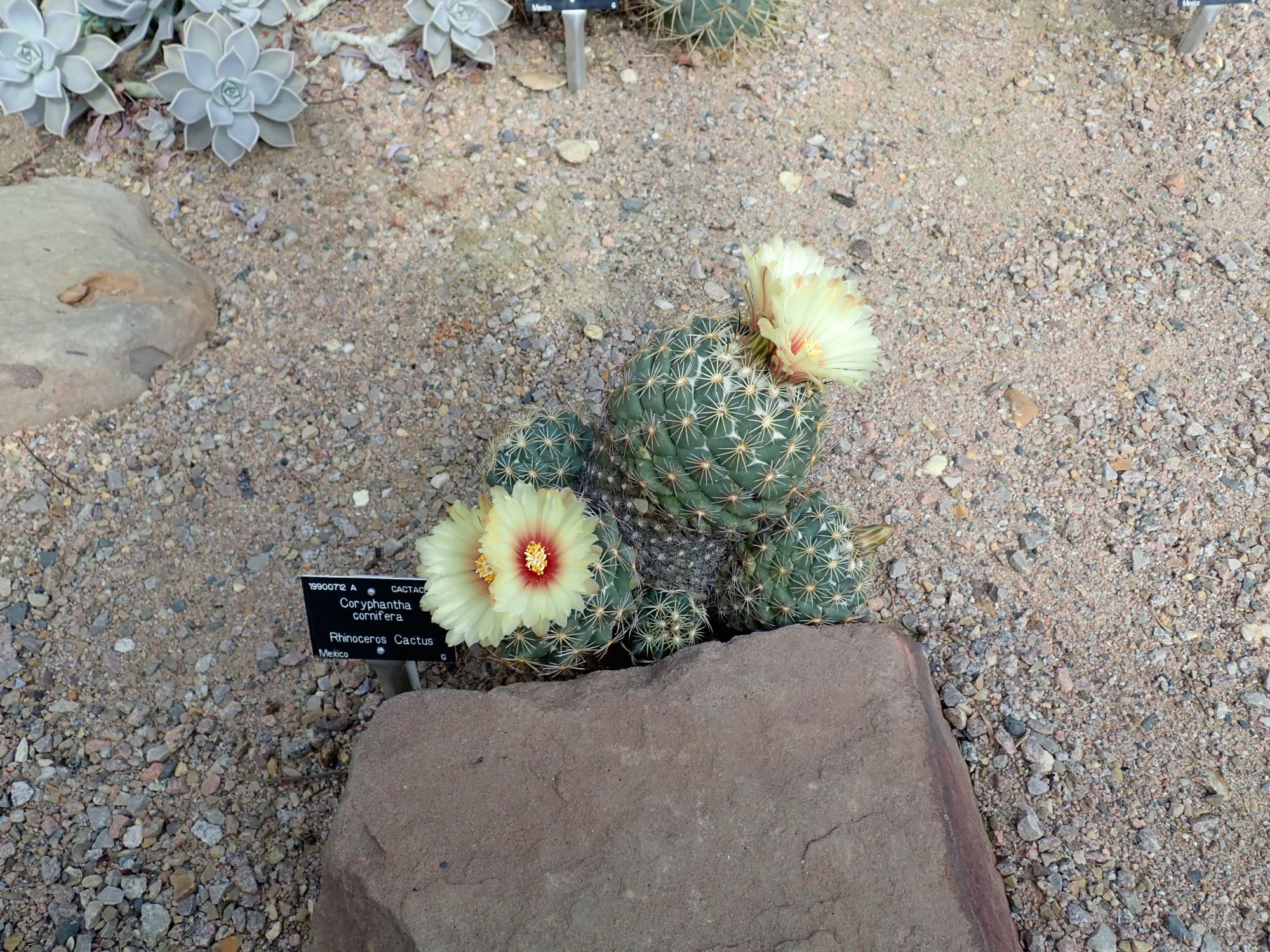 Image of Coryphantha cornifera