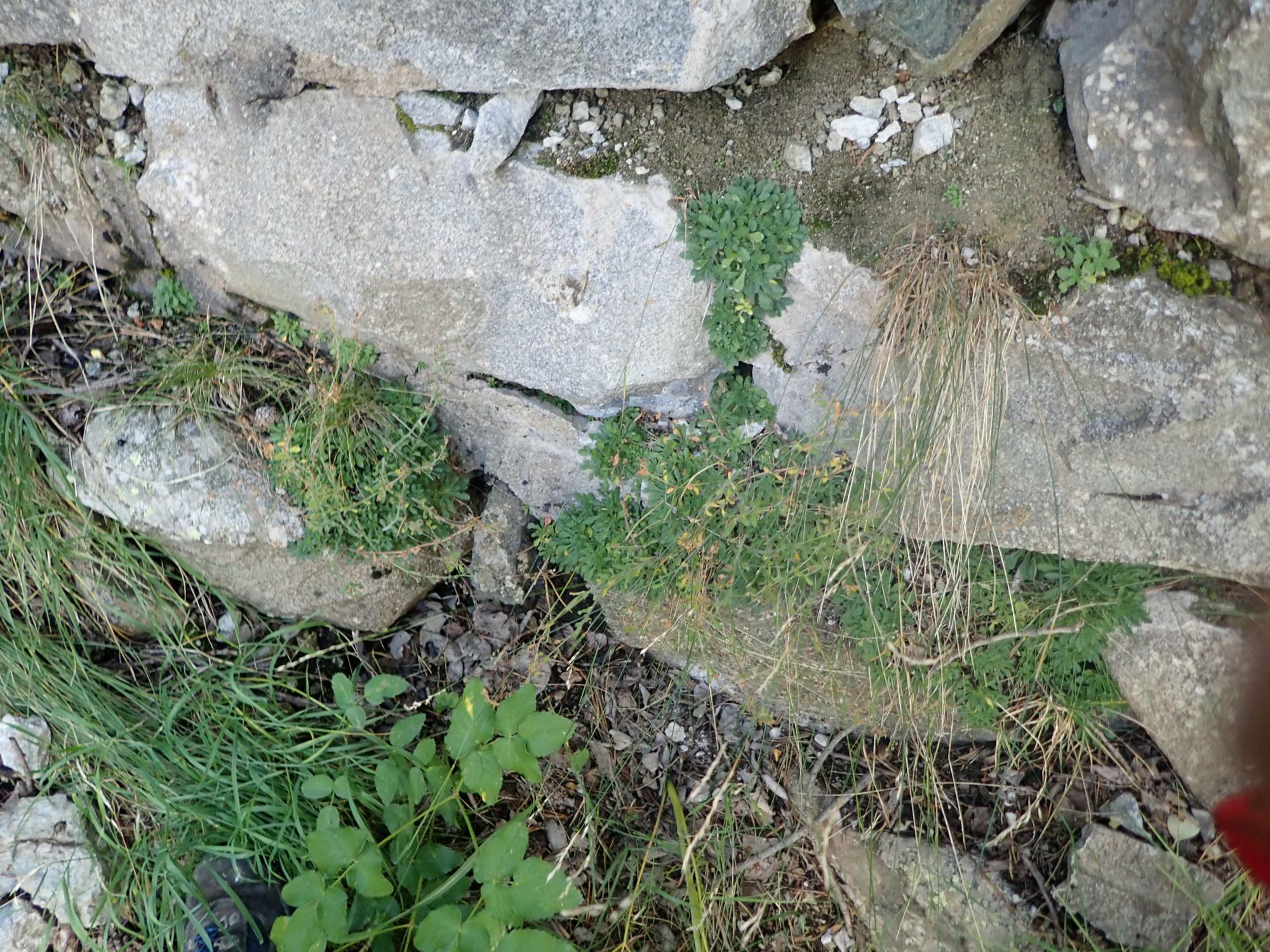 Image of Erinus alpinus