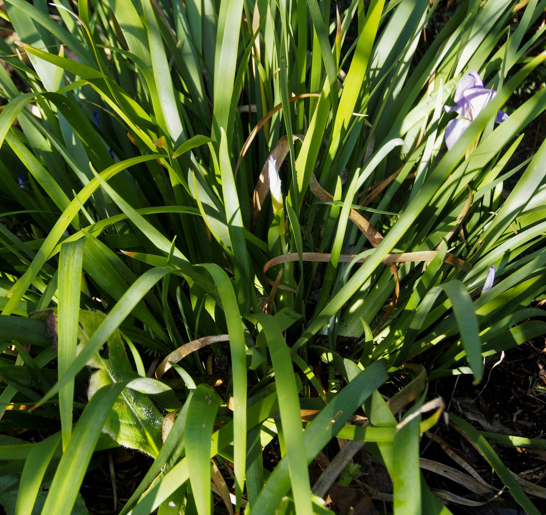 Image of Iris lazica
