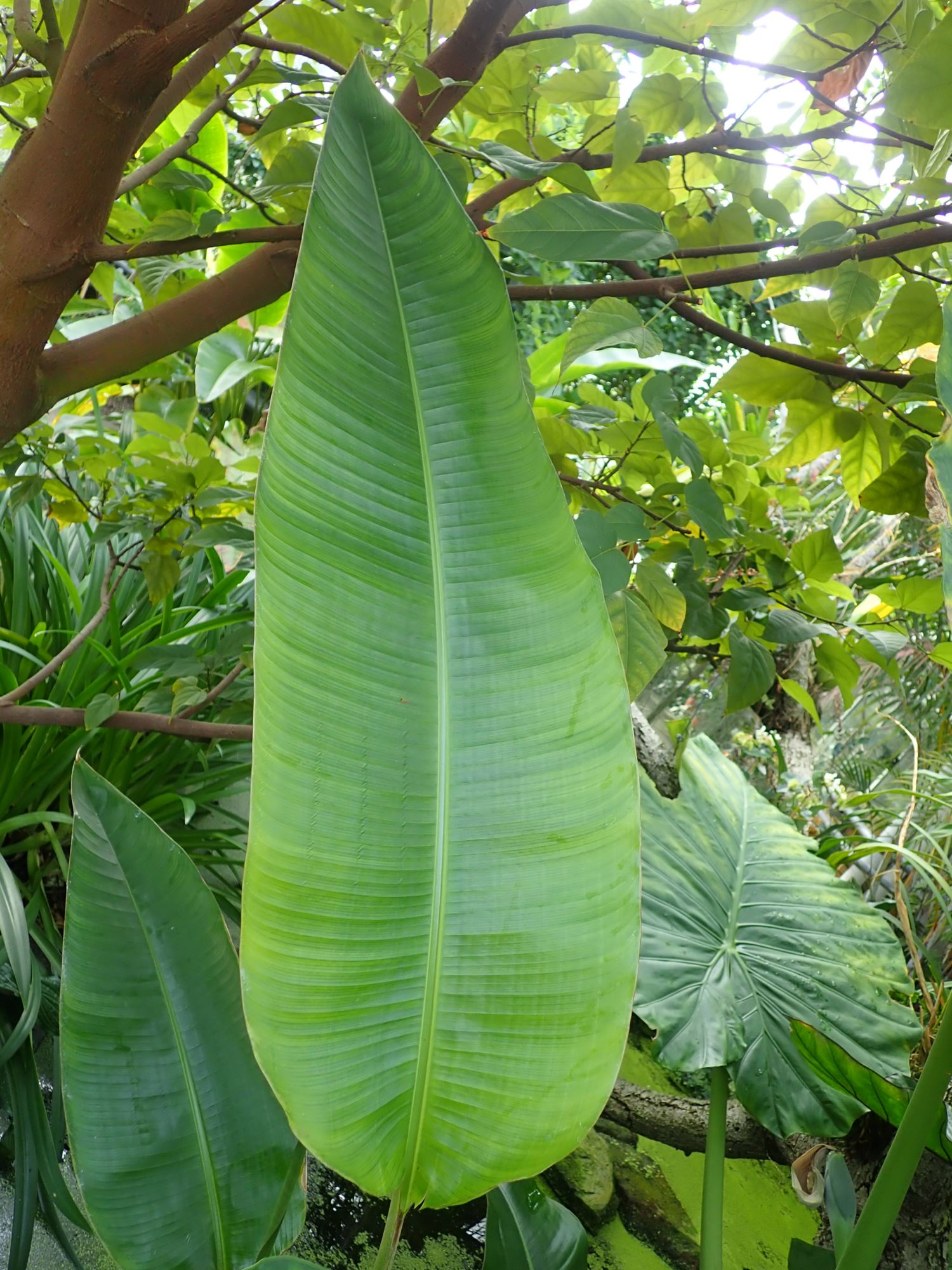 Image of Heliconia latispatha