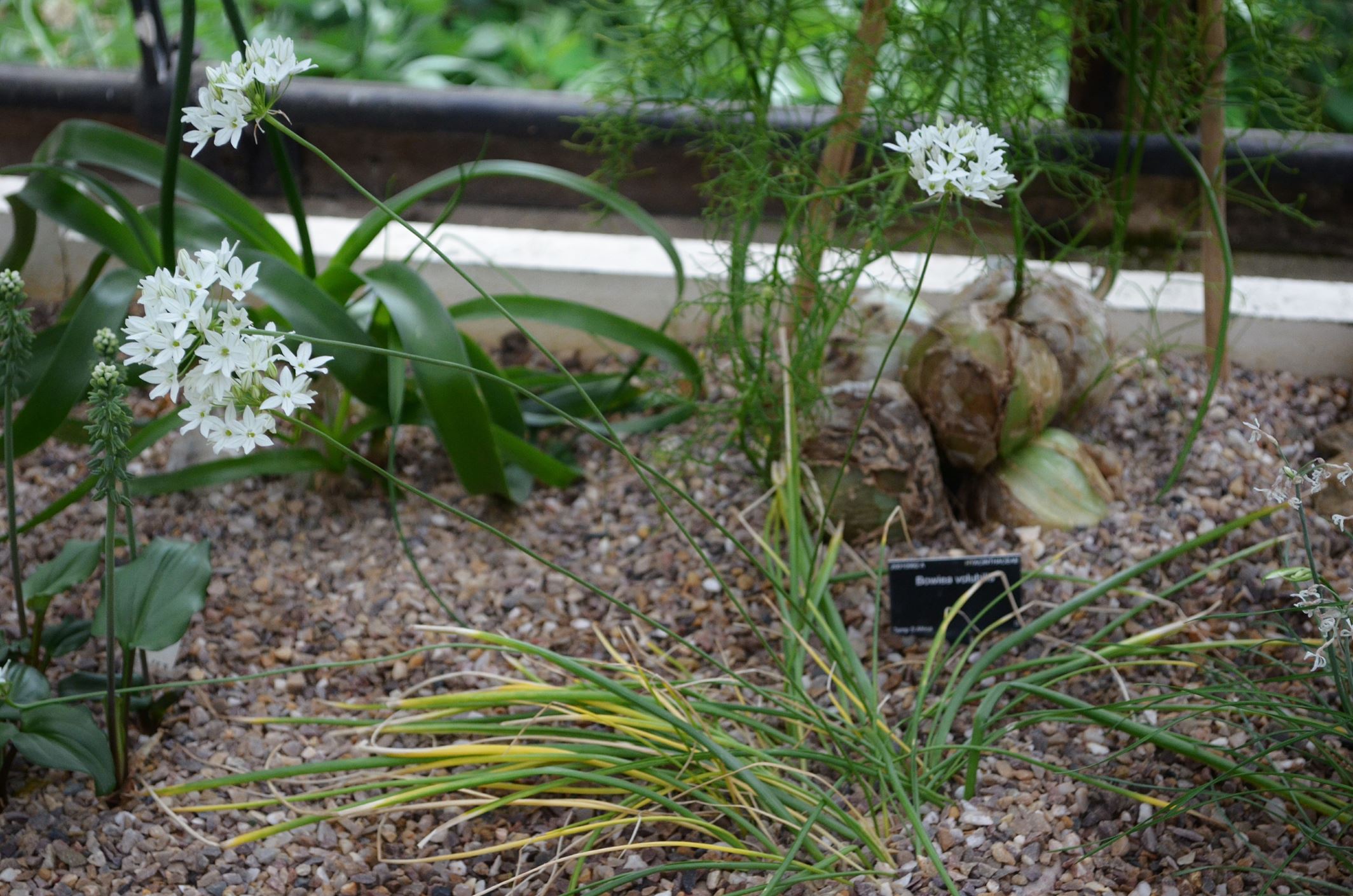 Image of Triteleia hyacinthina