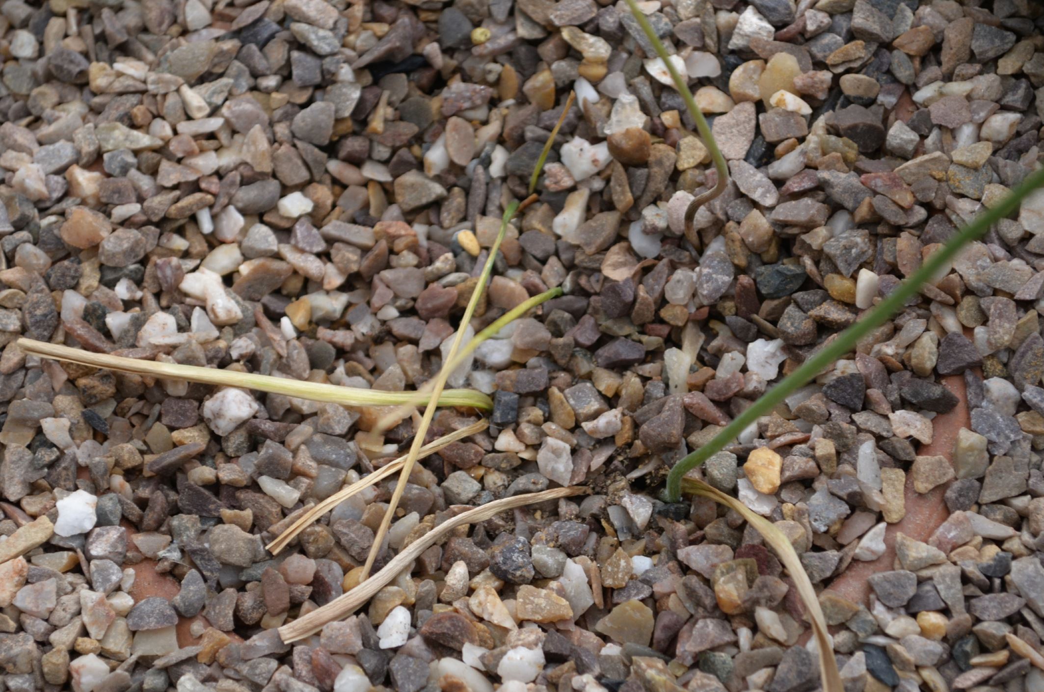 Image of Triteleia 'Crystal Pink'