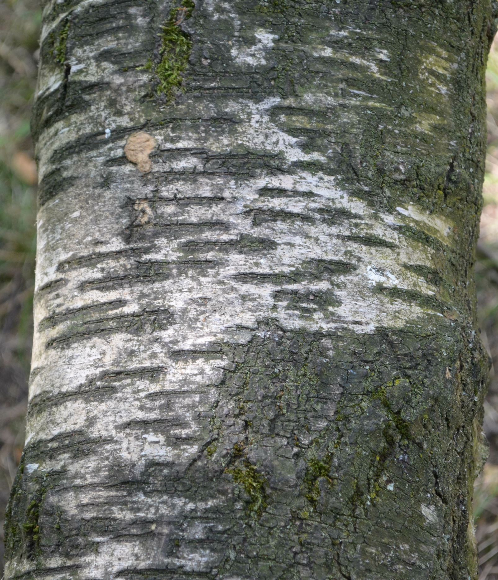 Image of Betula pendula subsp. pendula