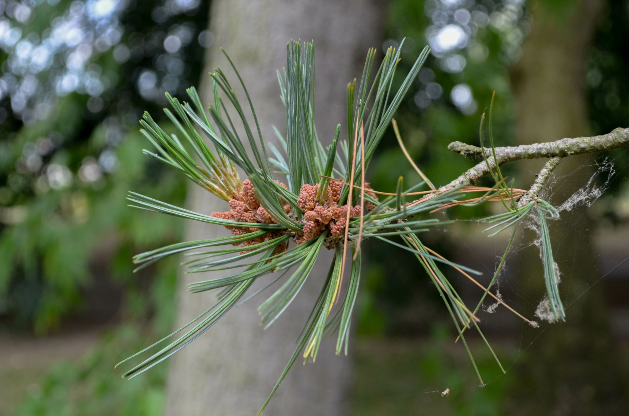Image of Pinus flexilis