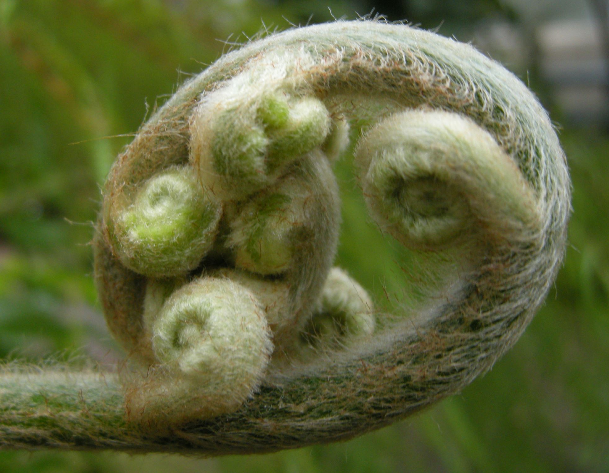 Image of Cibotium glaucum