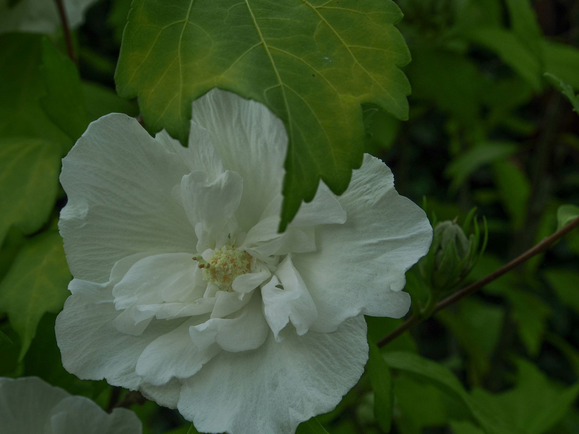 Image of Hibiscus 'White Chiffon'