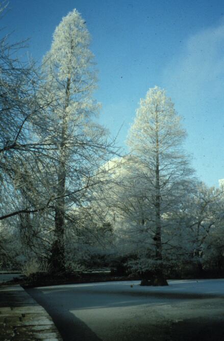 Image of Metasequoia glyptostroboides