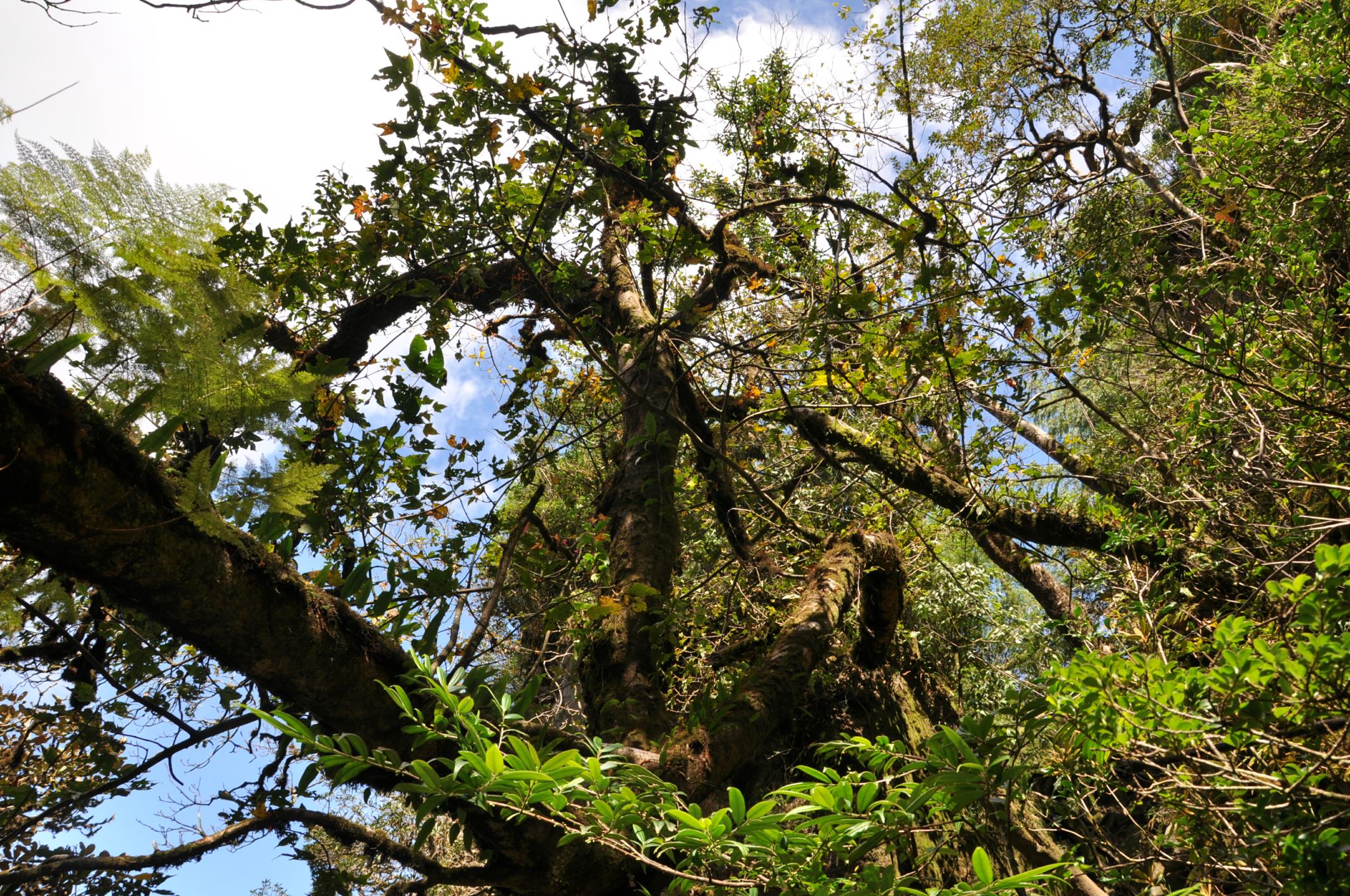 Image of Acer pectinatum