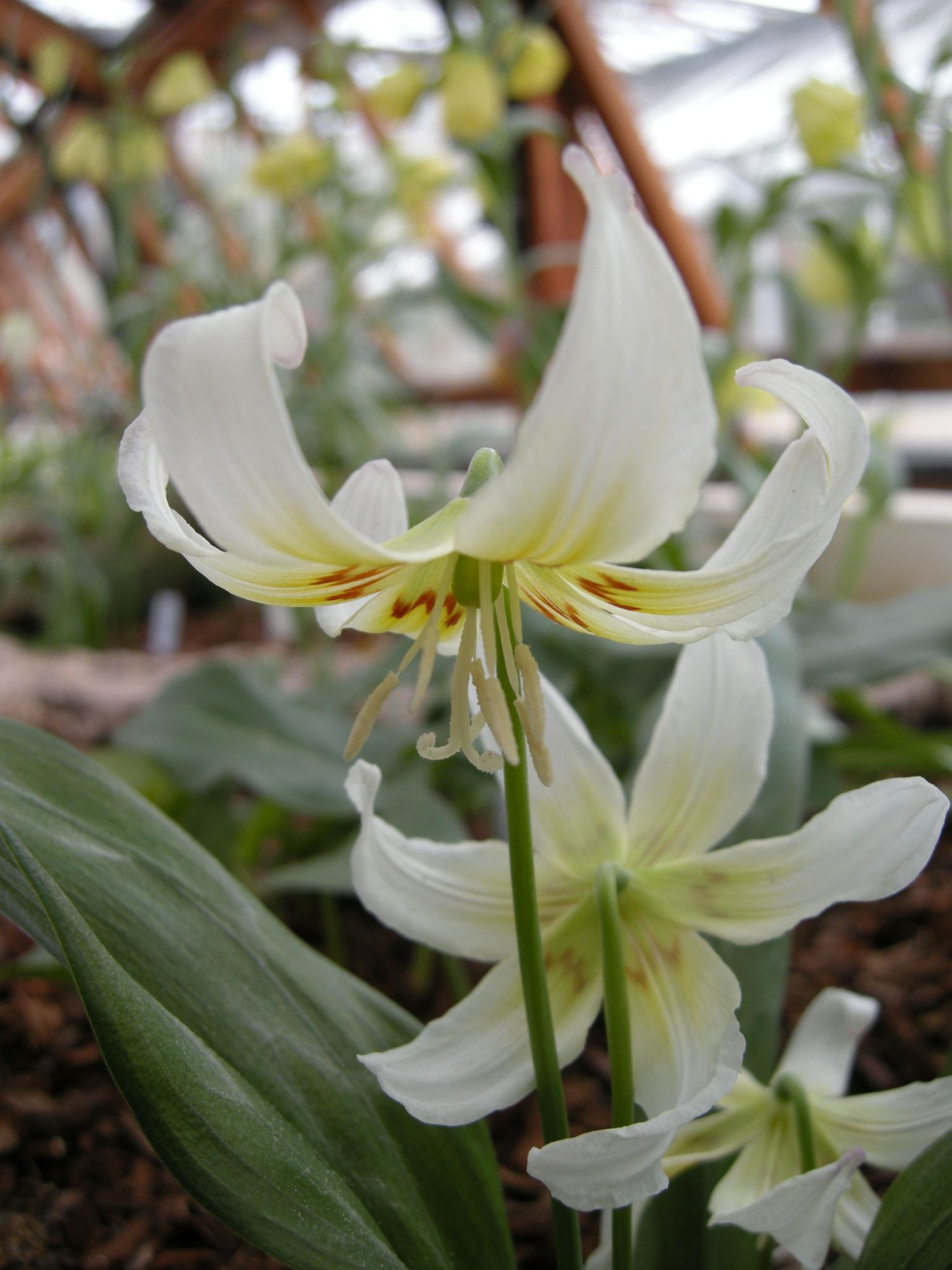 Image of Erythronium californicum 'White Beauty'