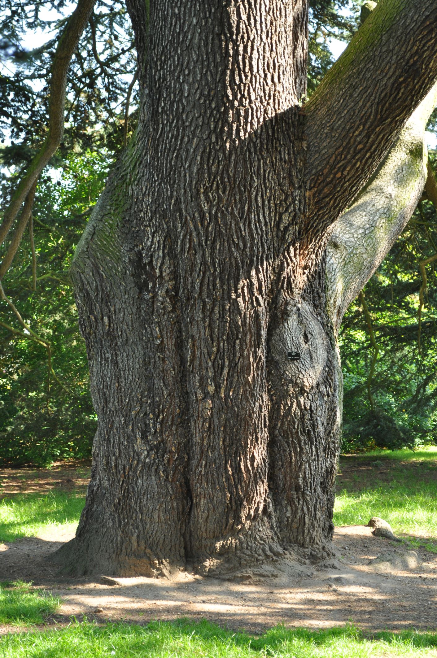 Image of Cedrus libani