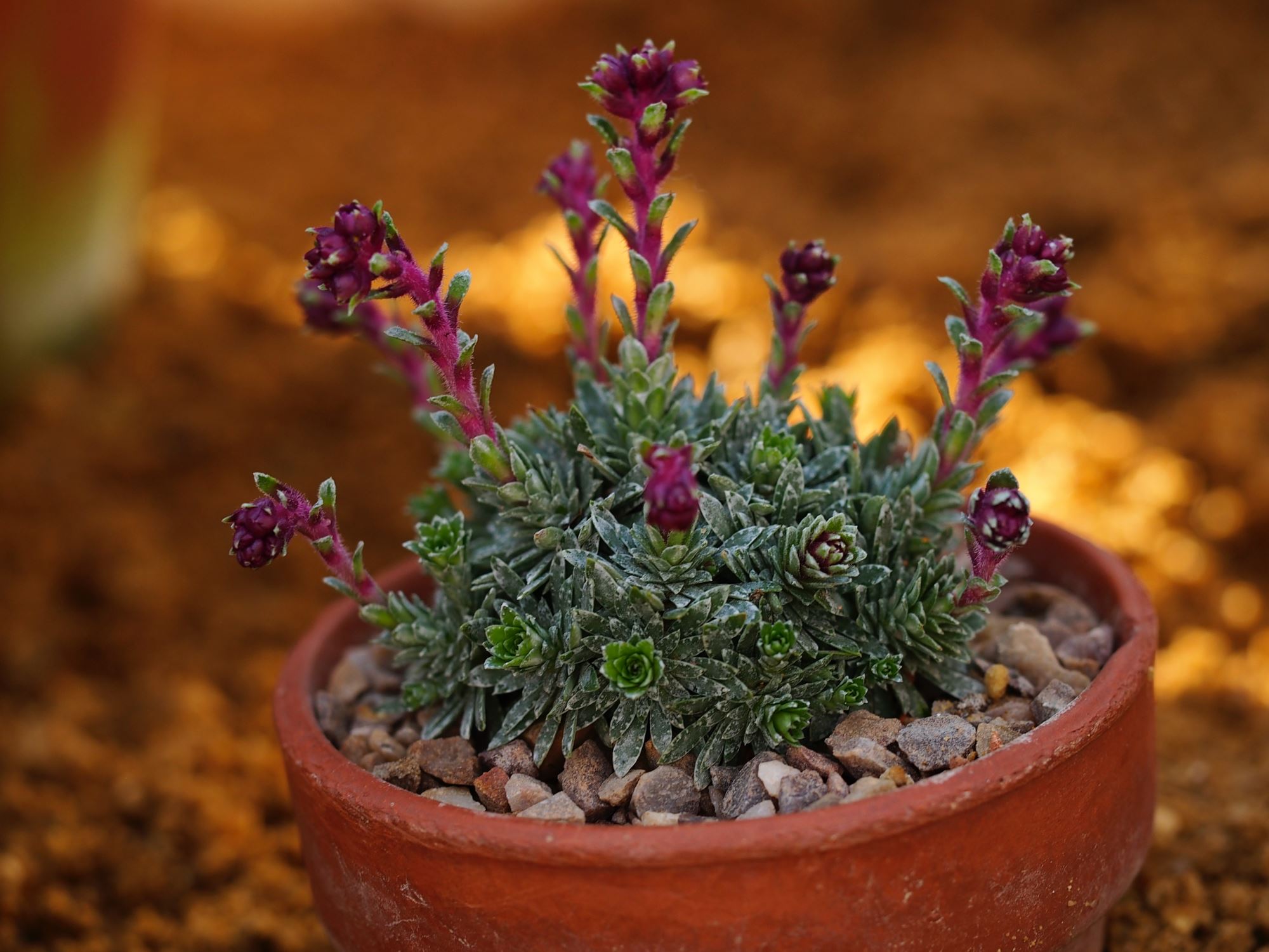 Image of Saxifraga 'Fasolt'