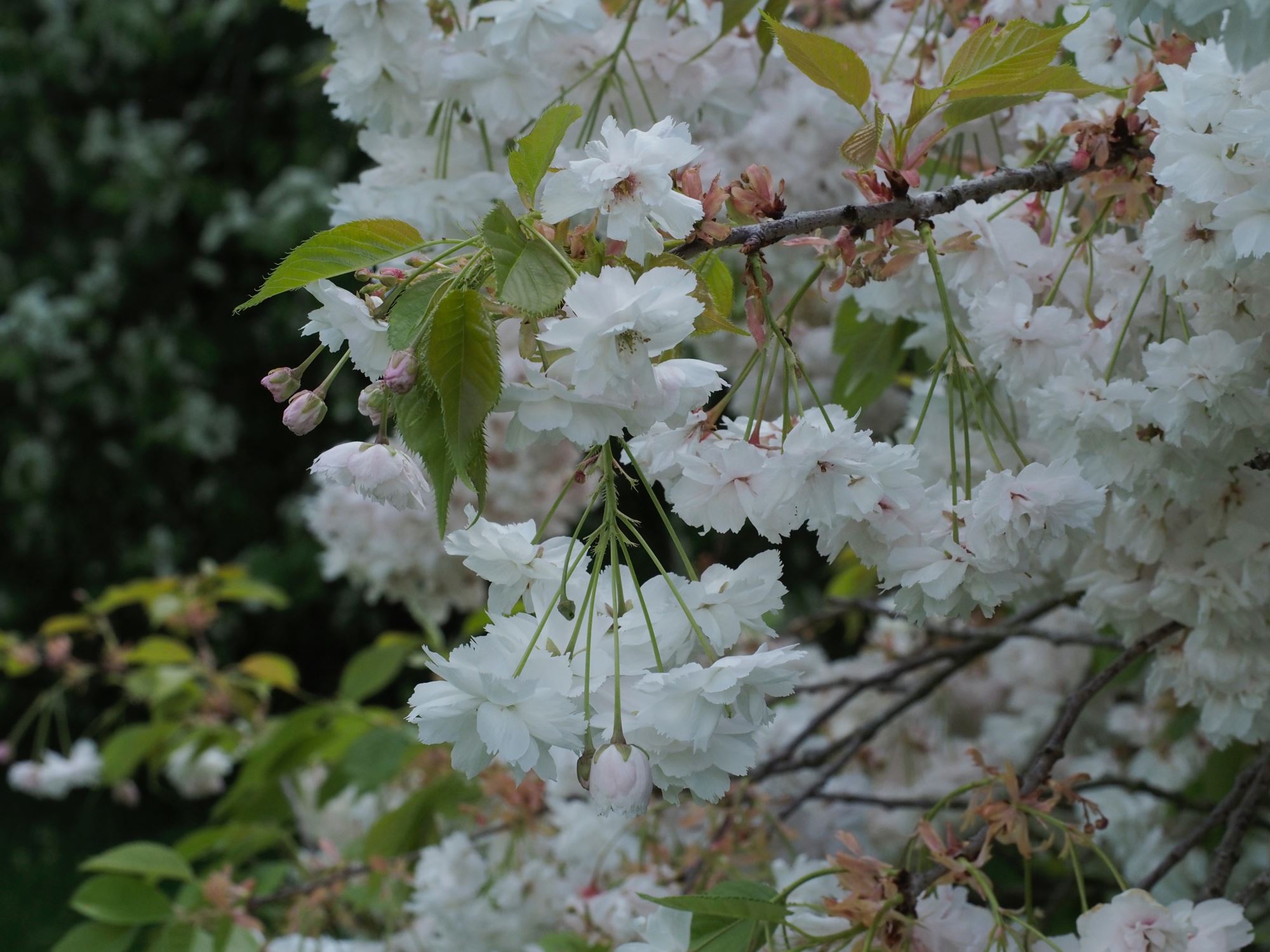 Image of Prunus 'Shogetsu'