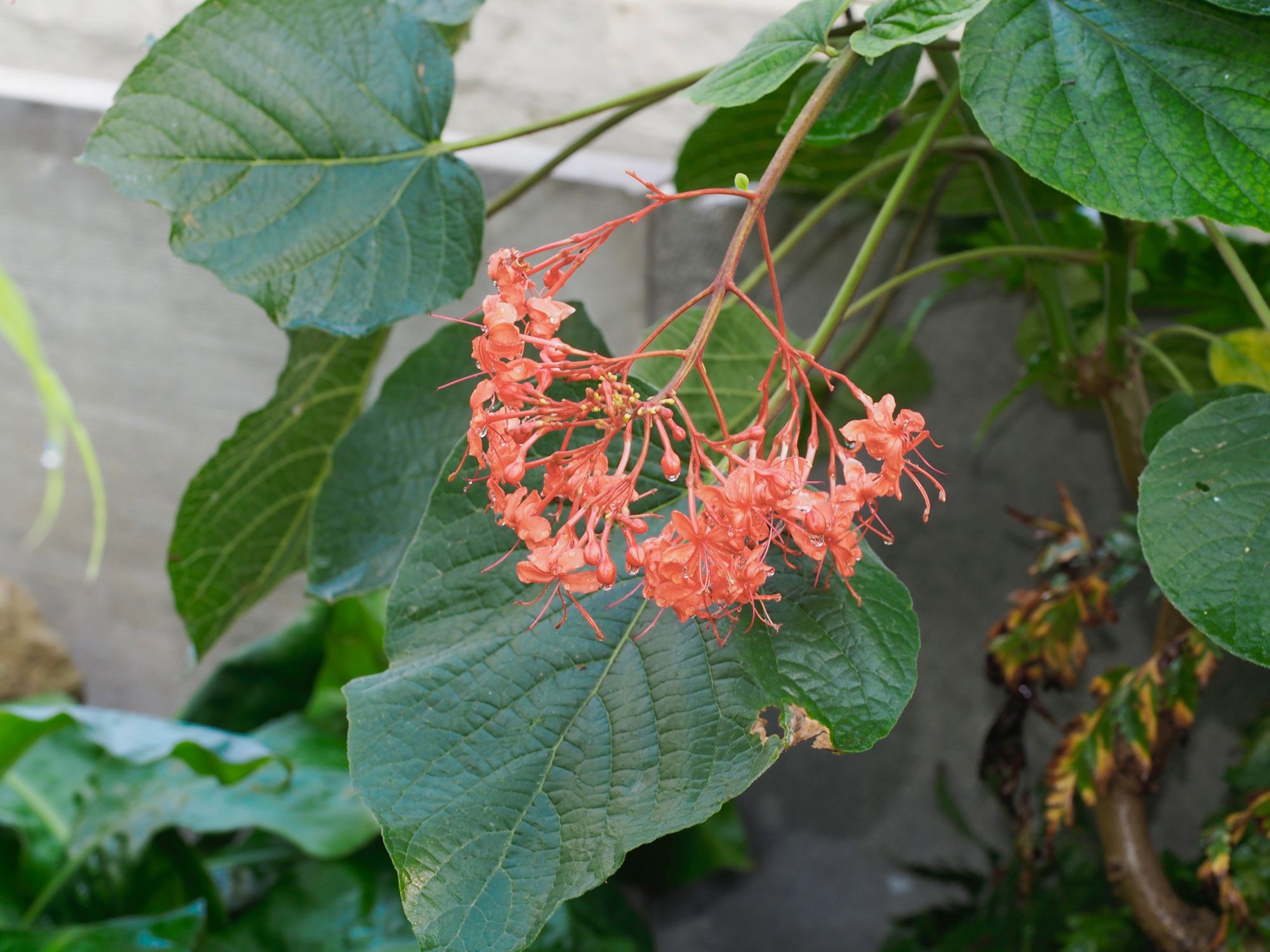 Image of Clerodendrum speciosissimum