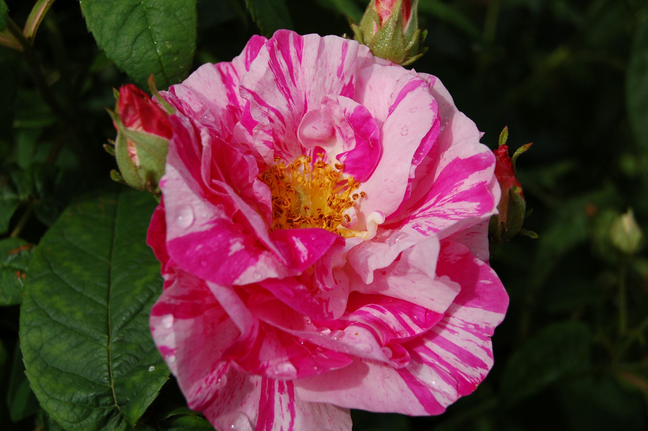 Image of Rosa gallica 'Versicolor'